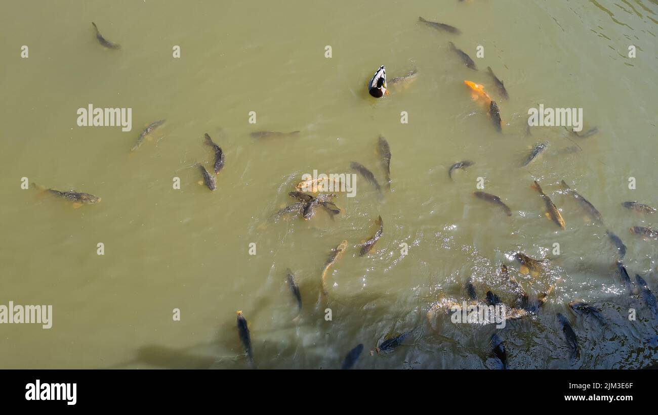 Muddy pond with many different fish Stock Photo Alamy