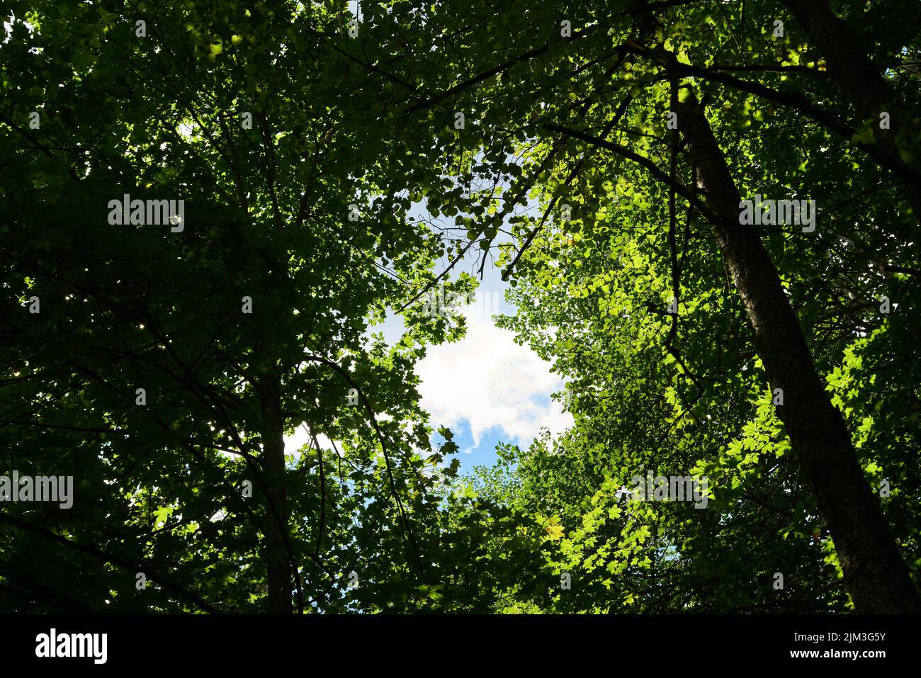 The sky through the green leaves of trees.Natural background. Stock Photo