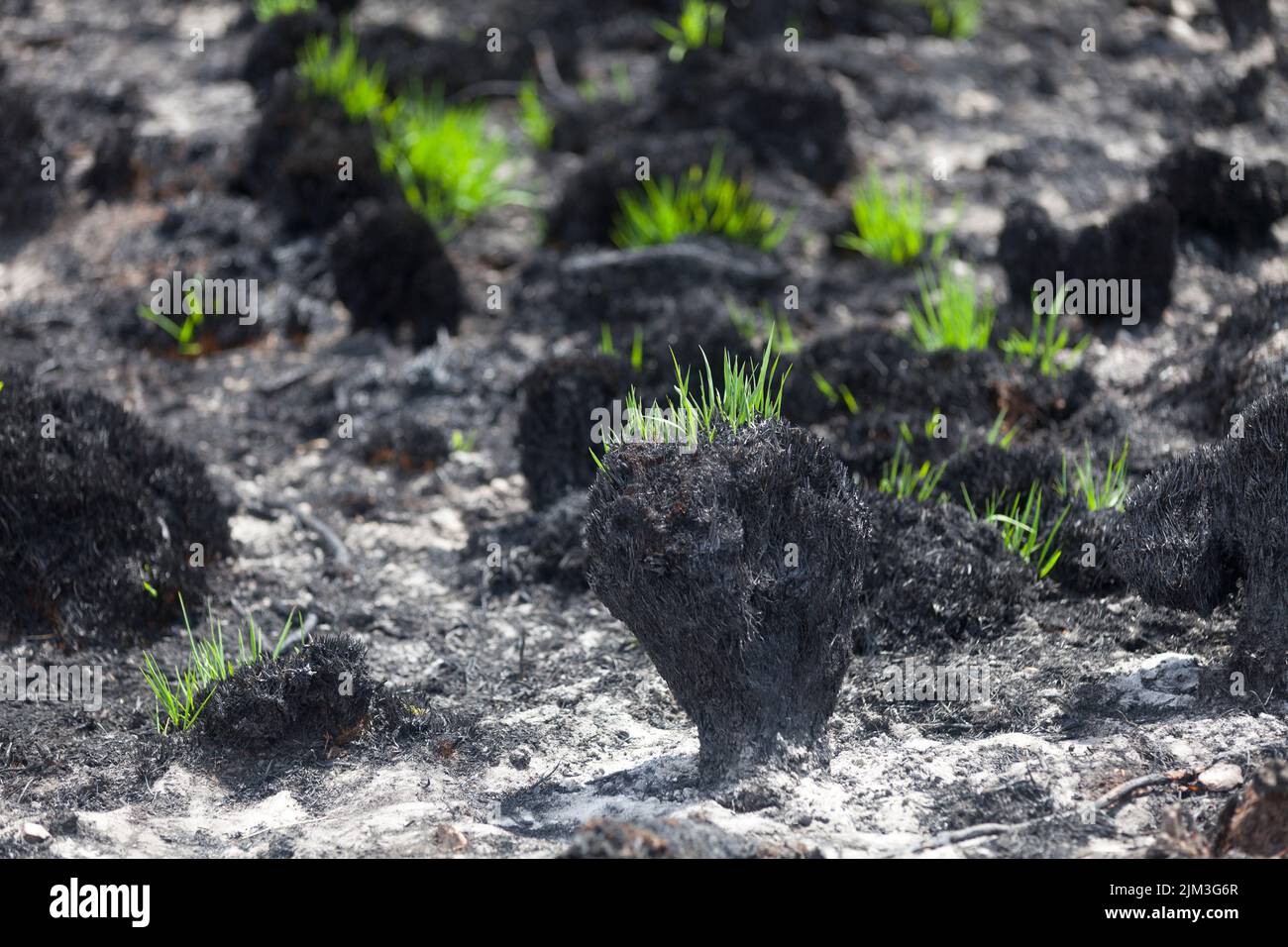 Grass is already growing back on the charred bog 2 weeks earlier after the arson attack that occurred in the Monts d'Arrée. Stock Photo
