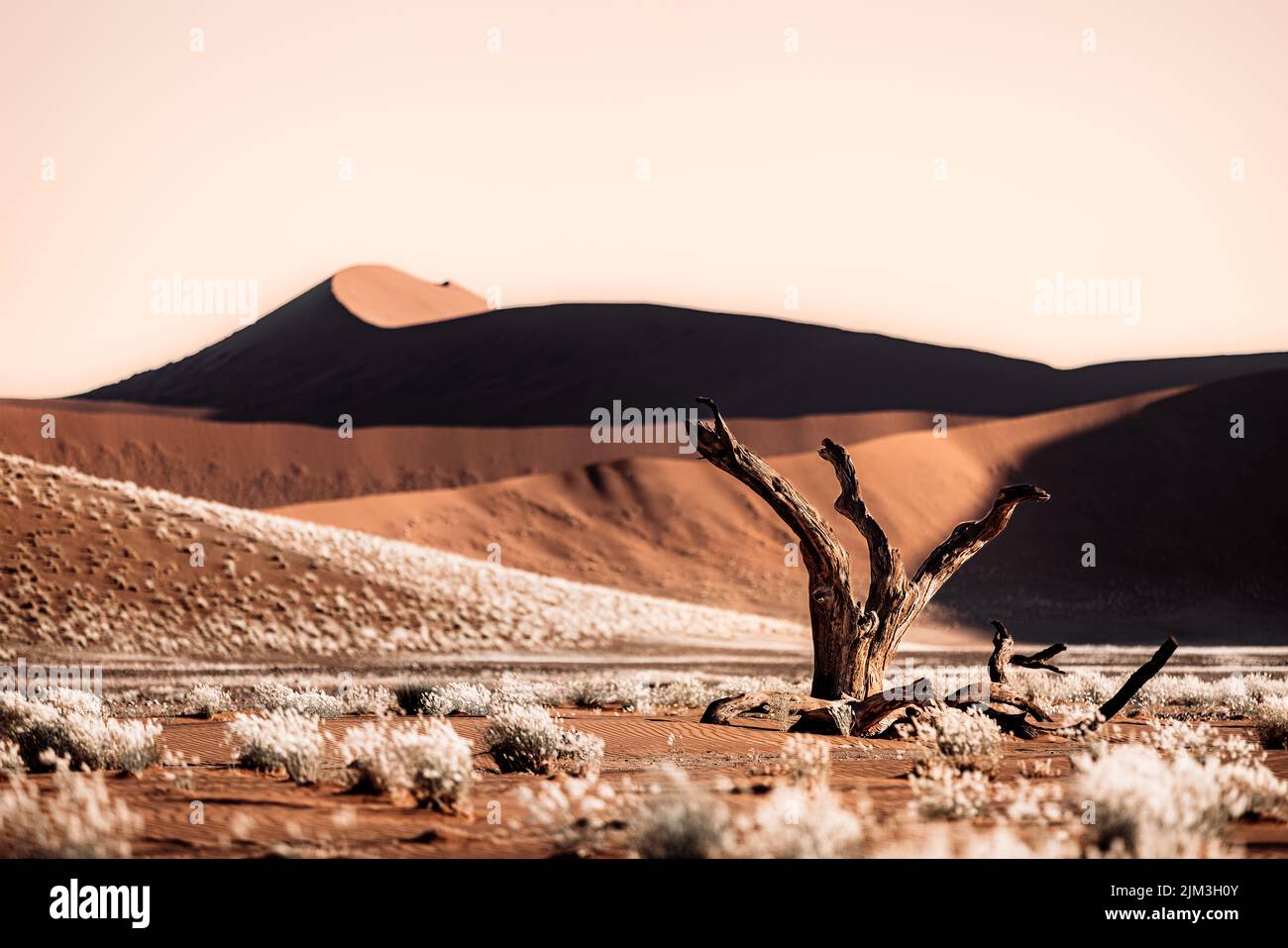 A scenic view of a lonely dried tree surrounded by bushes on a deserted landscape on a sunny day Stock Photo