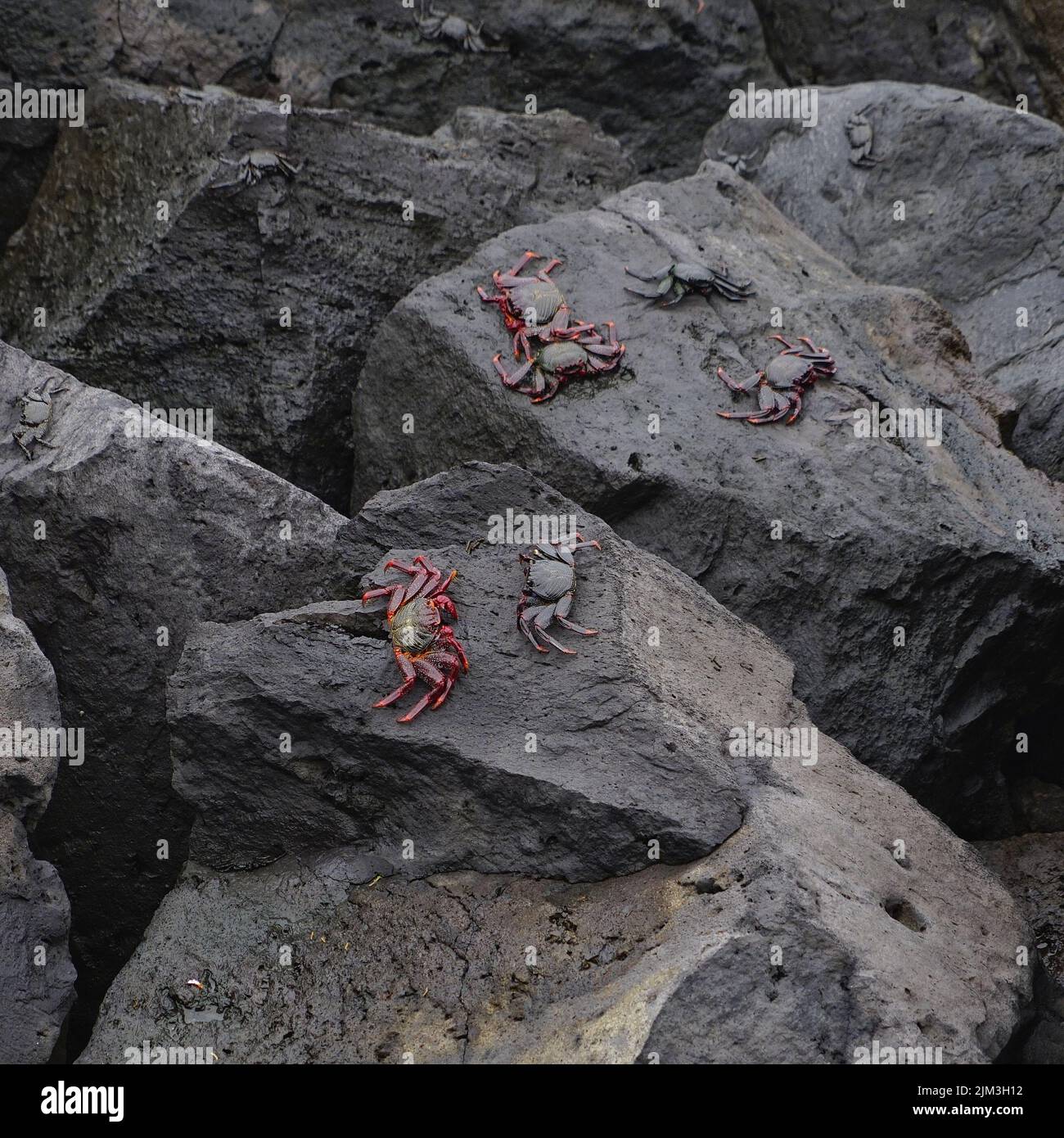 Six crabs crawling on the big wet rocks near the bank Stock Photo