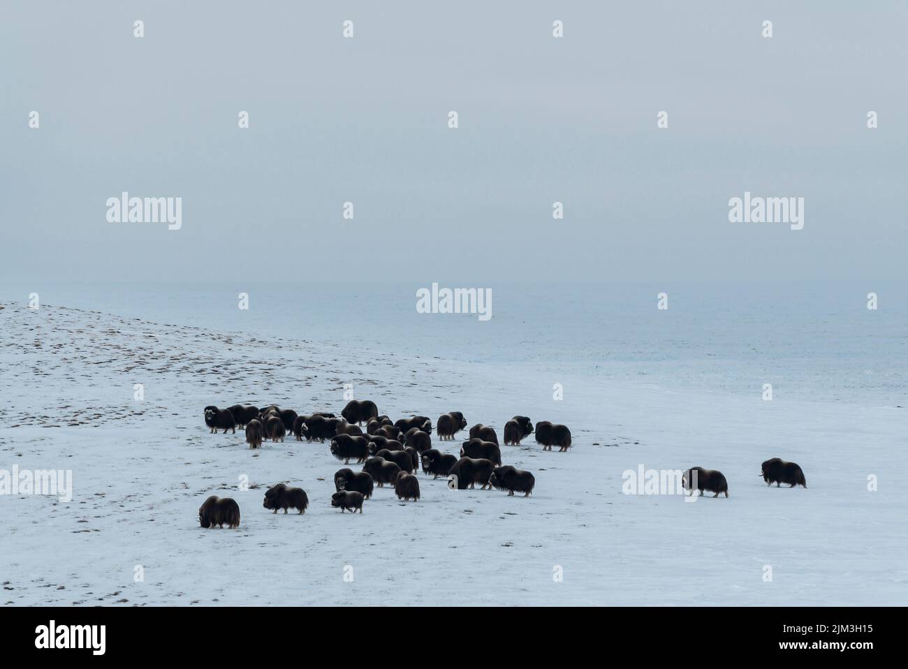 Musk ox herd feeding on Herschel Island, on canadian Beaufort Sea in the Yukon with the Arctic Ocean in the background Stock Photo
