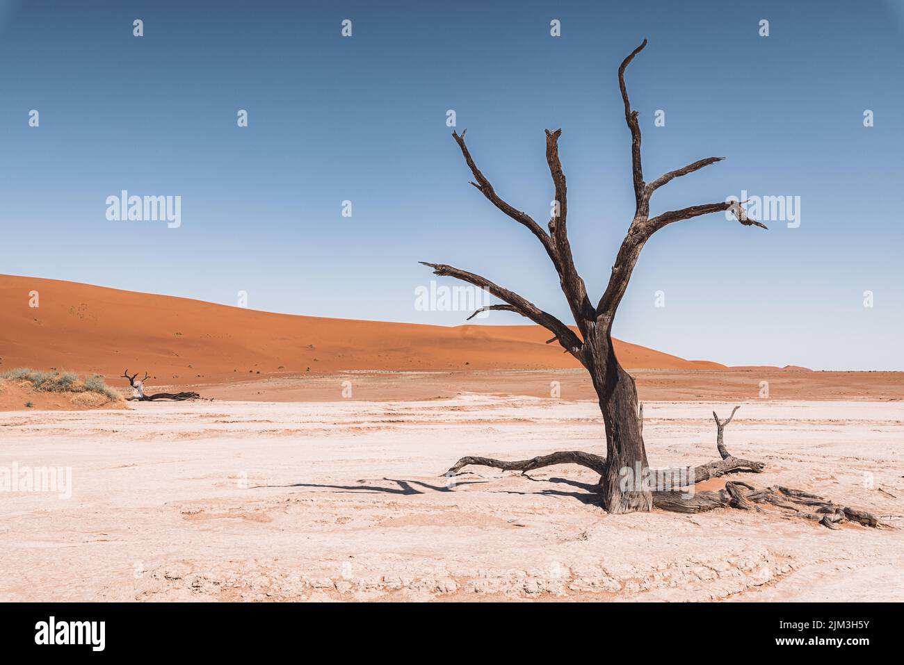 A scenic view of a lonely dried tree surrounded by bushes on a deserted landscape on a sunny day Stock Photo