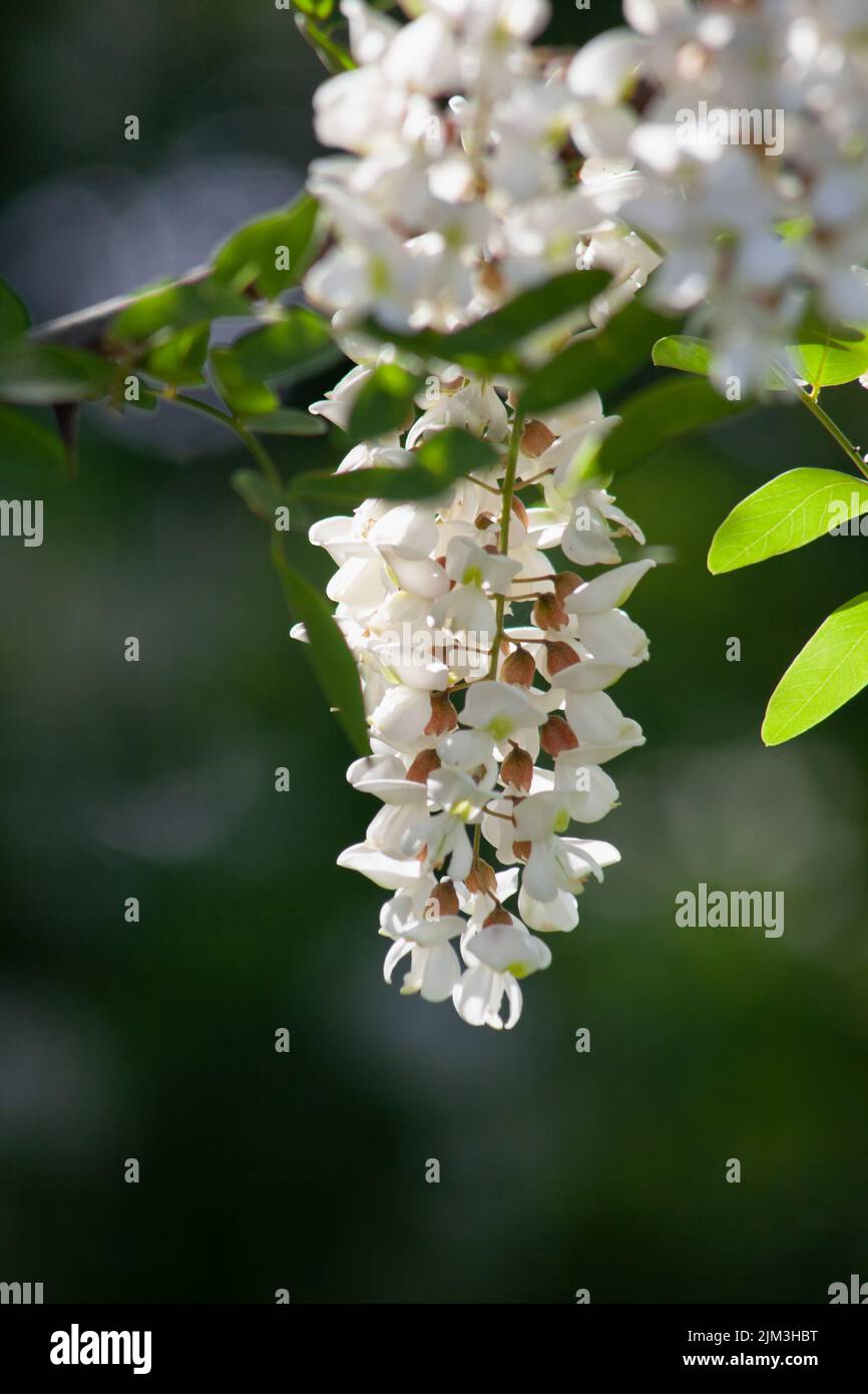 Acacia flower, honey-bearing flowers for the apiary. Flowers rich in nectar. Stock Photo