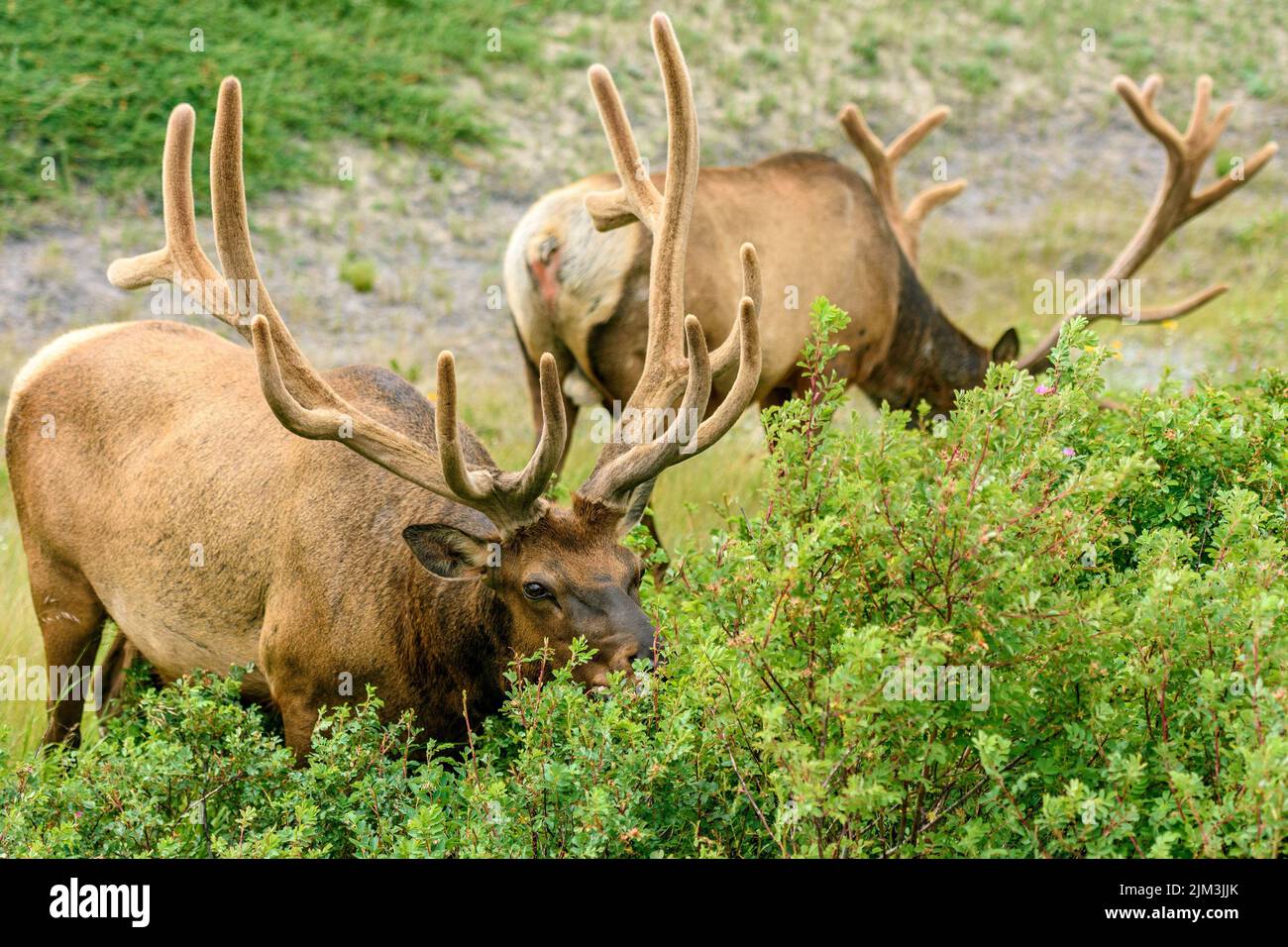 Wild Elk or Wapiti (Cervus canadensis) in Banff National Park, Alberta