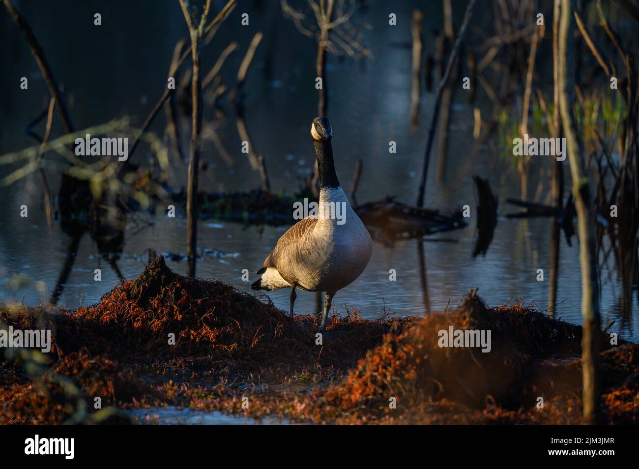 A Canada goose (Branta Canadensis) at sunrise getting ready to next springtime in Connecticut, USA Stock Photo