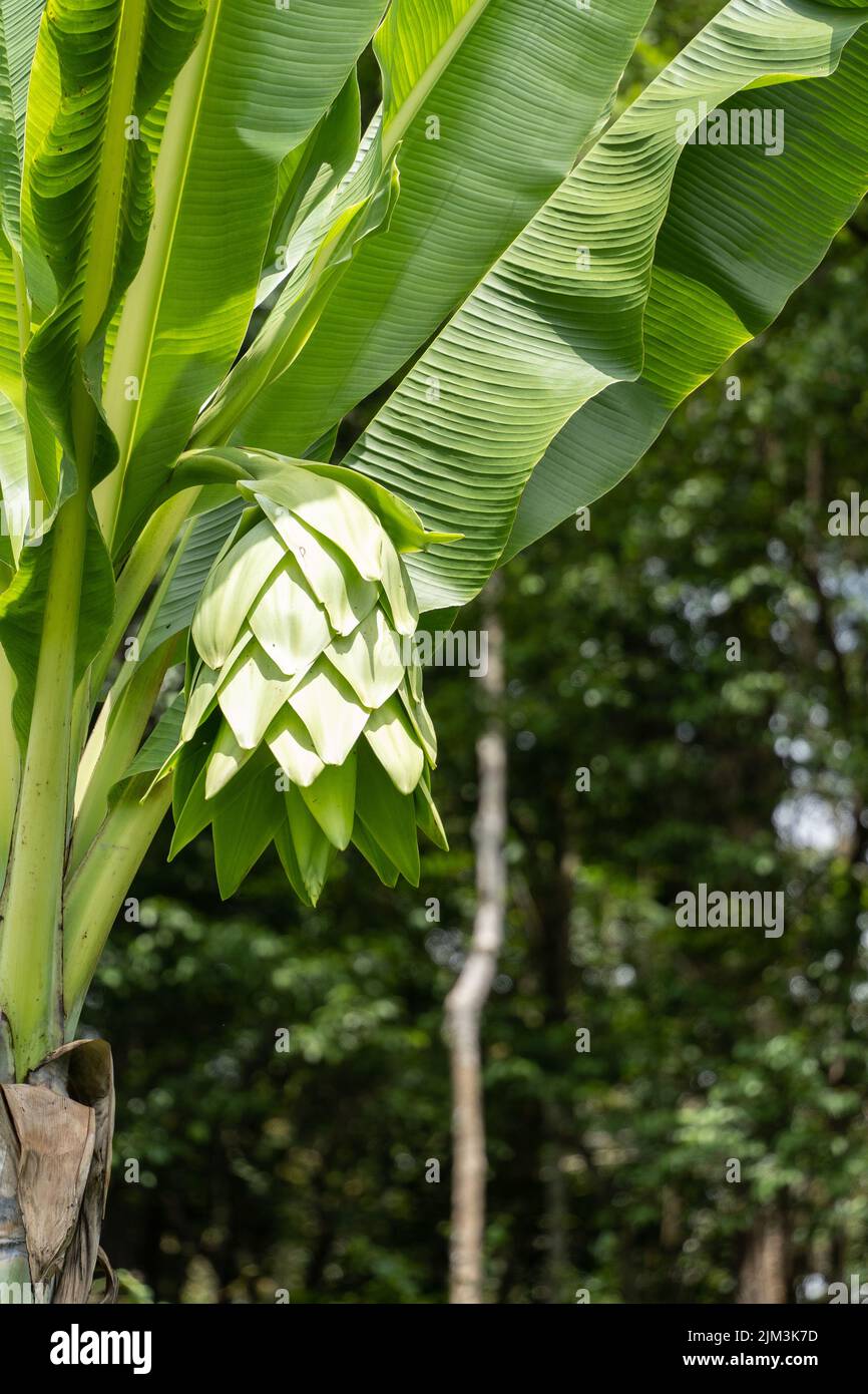 A shallow focus of a green banana flower of a banana tree Stock Photo