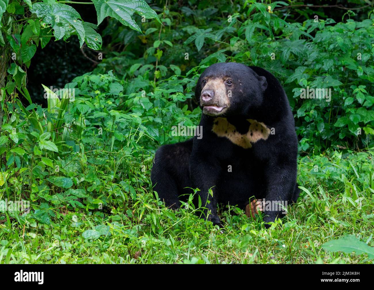 A closeup of a cute sun bear sitting on a grass Stock Photo - Alamy