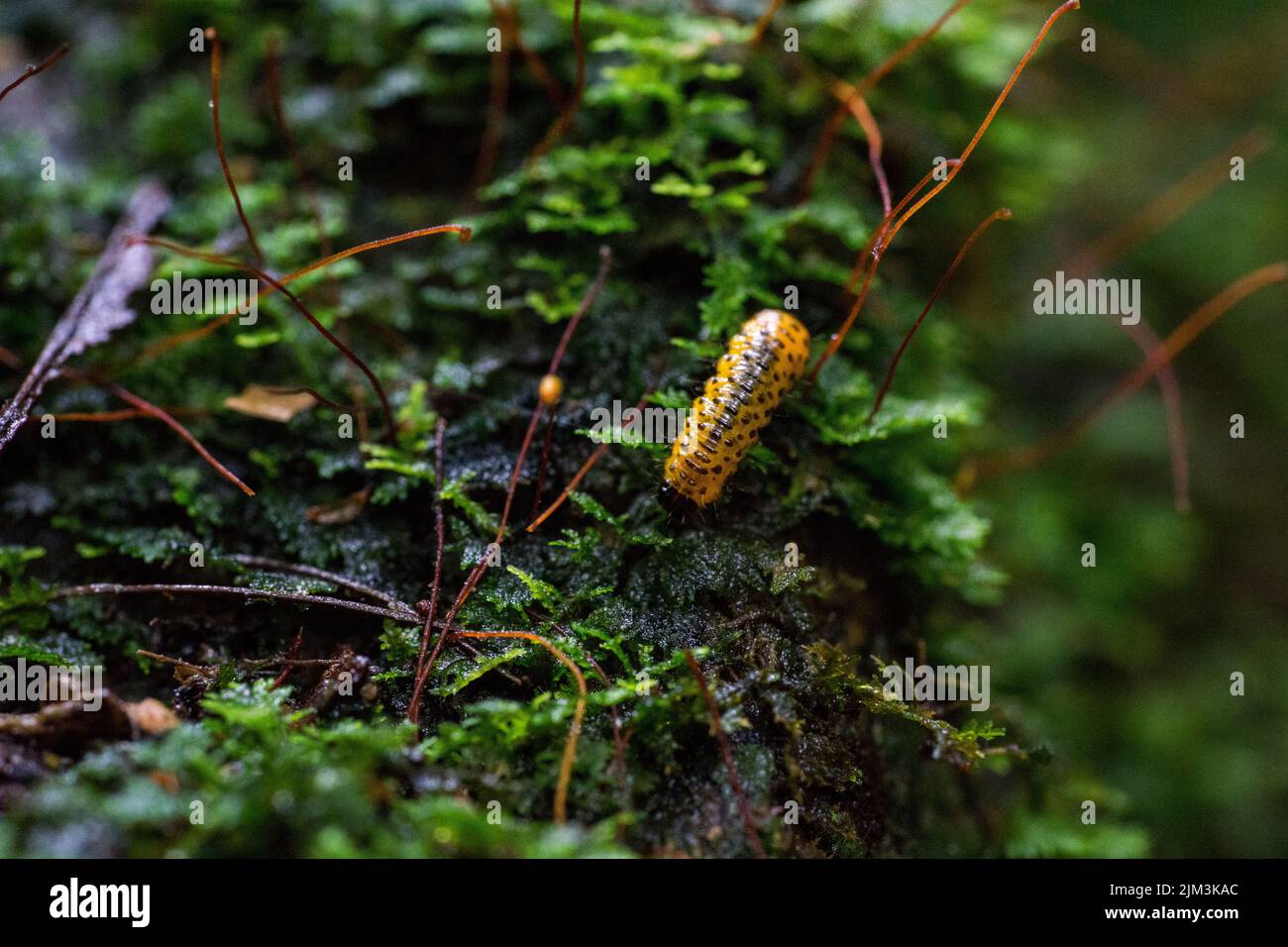 A closeup of a Ladybug larva on a mossed cover tree trunk Stock Photo