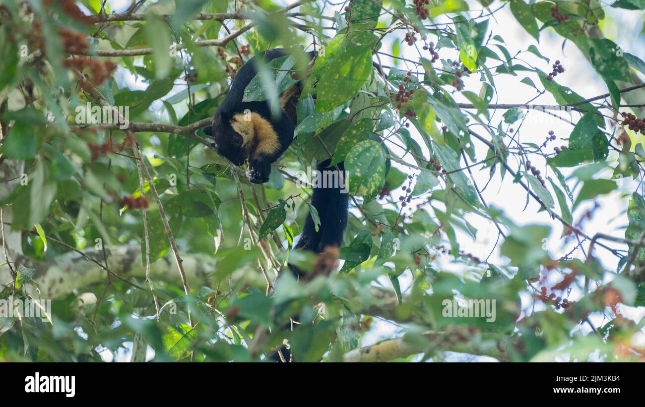 A black malayan giant squirrel (Ratufa bicolor) on a tree branch Stock Photo