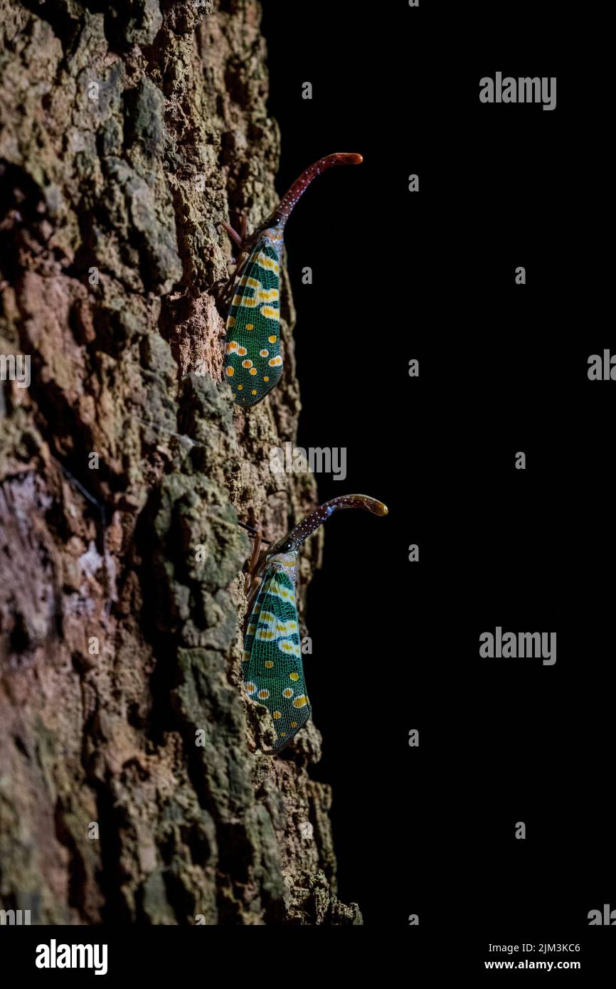 A vertical macro shot of a pair of Pyrops Candelaria lantern bugs on a tree Stock Photo