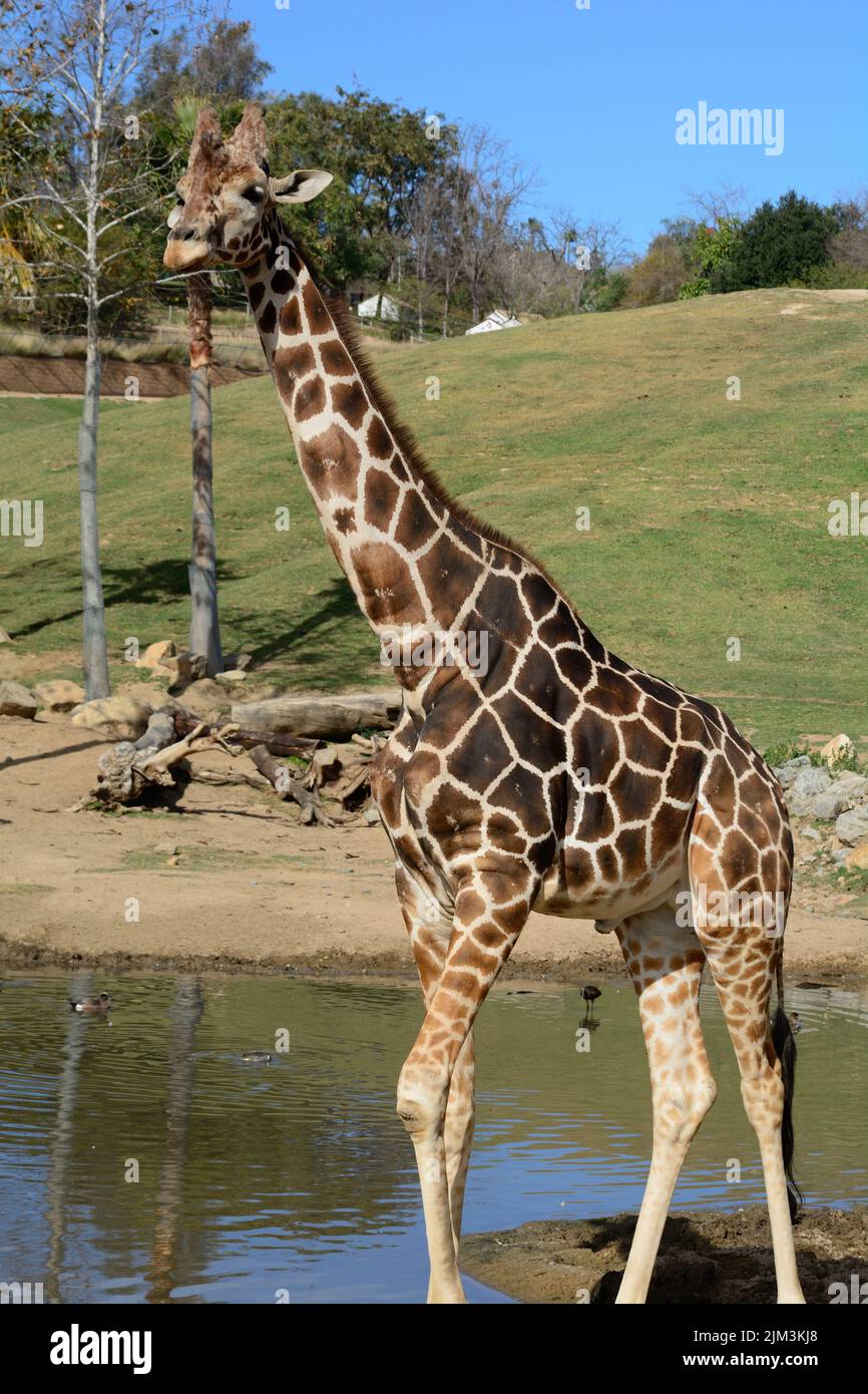 Animal fauna wilderness zoo hi-res stock photography and images - Alamy