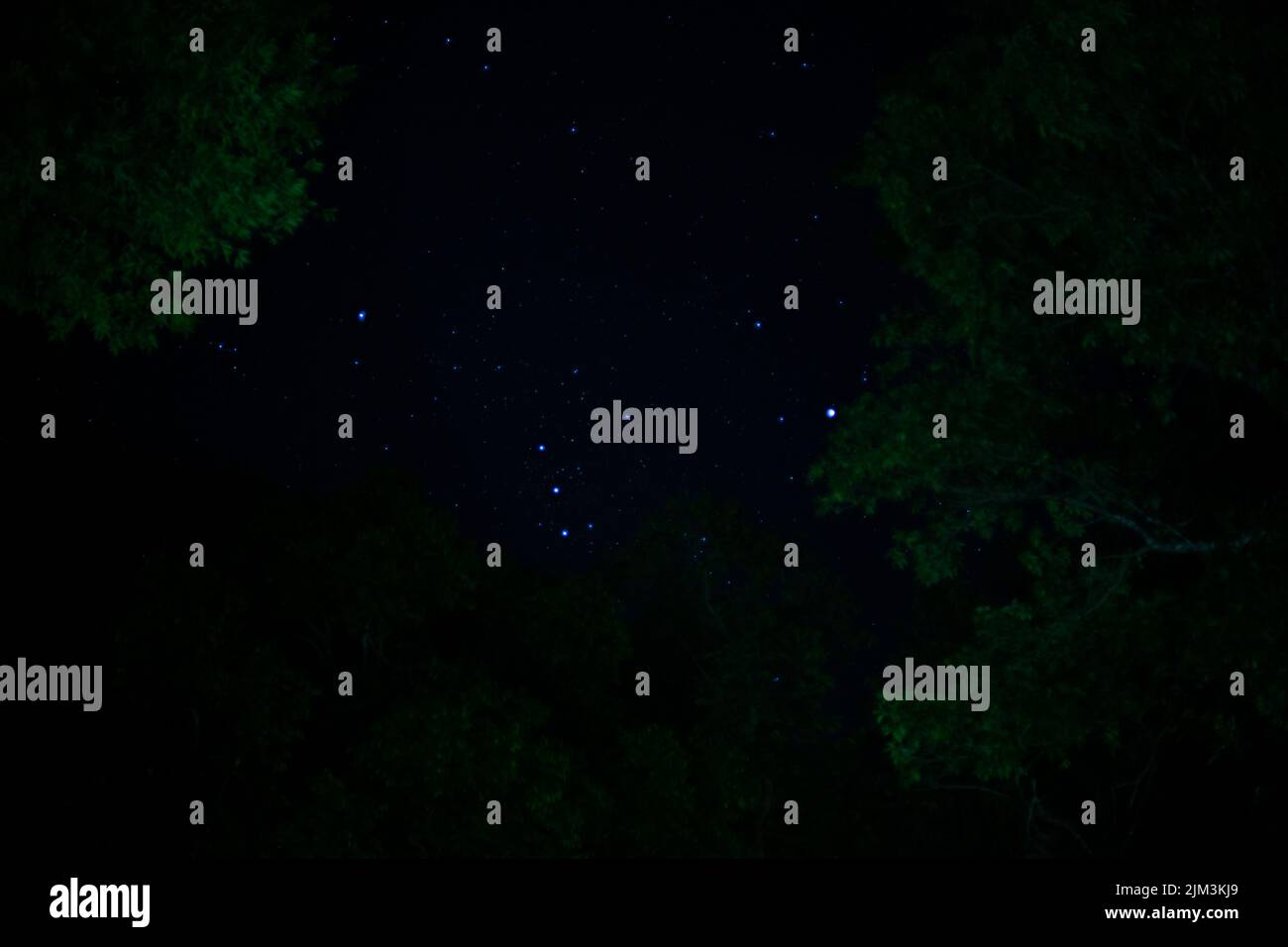 A beautiful night sky with stars over the forest with green trees Stock ...