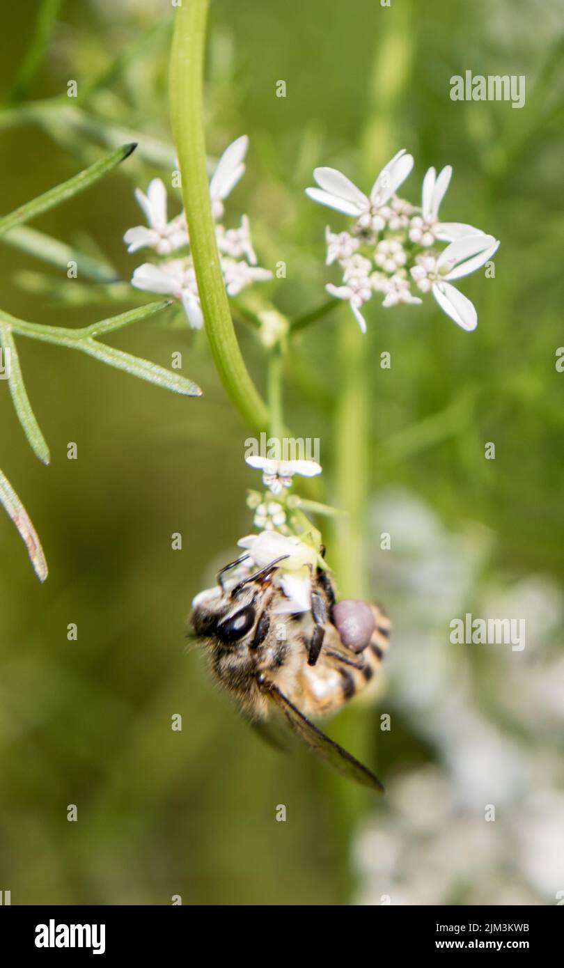A bee collecting nectar from flower of coriander. scientific name of