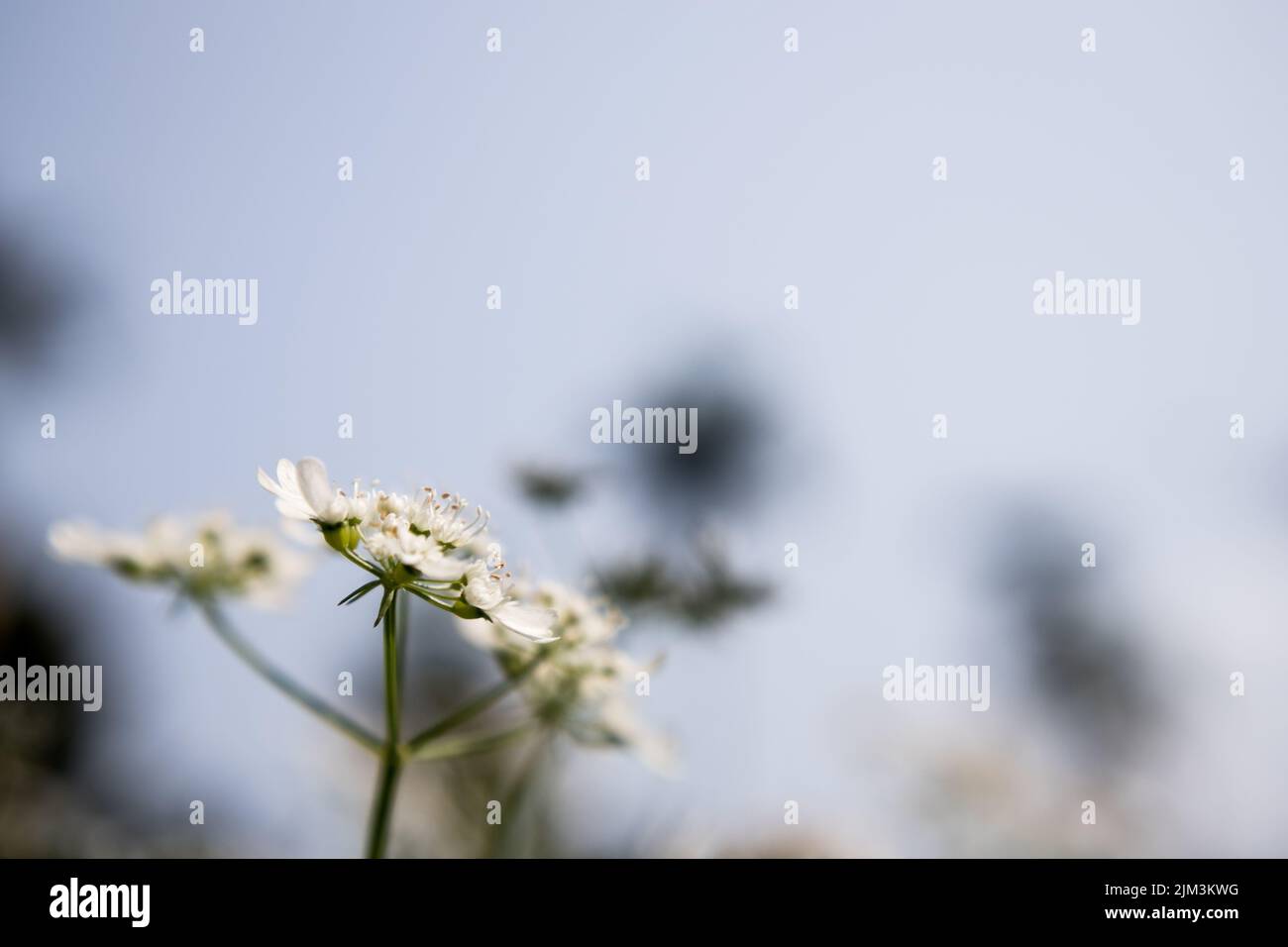 Flower of a coriander plant in a sunny day with fully blured background