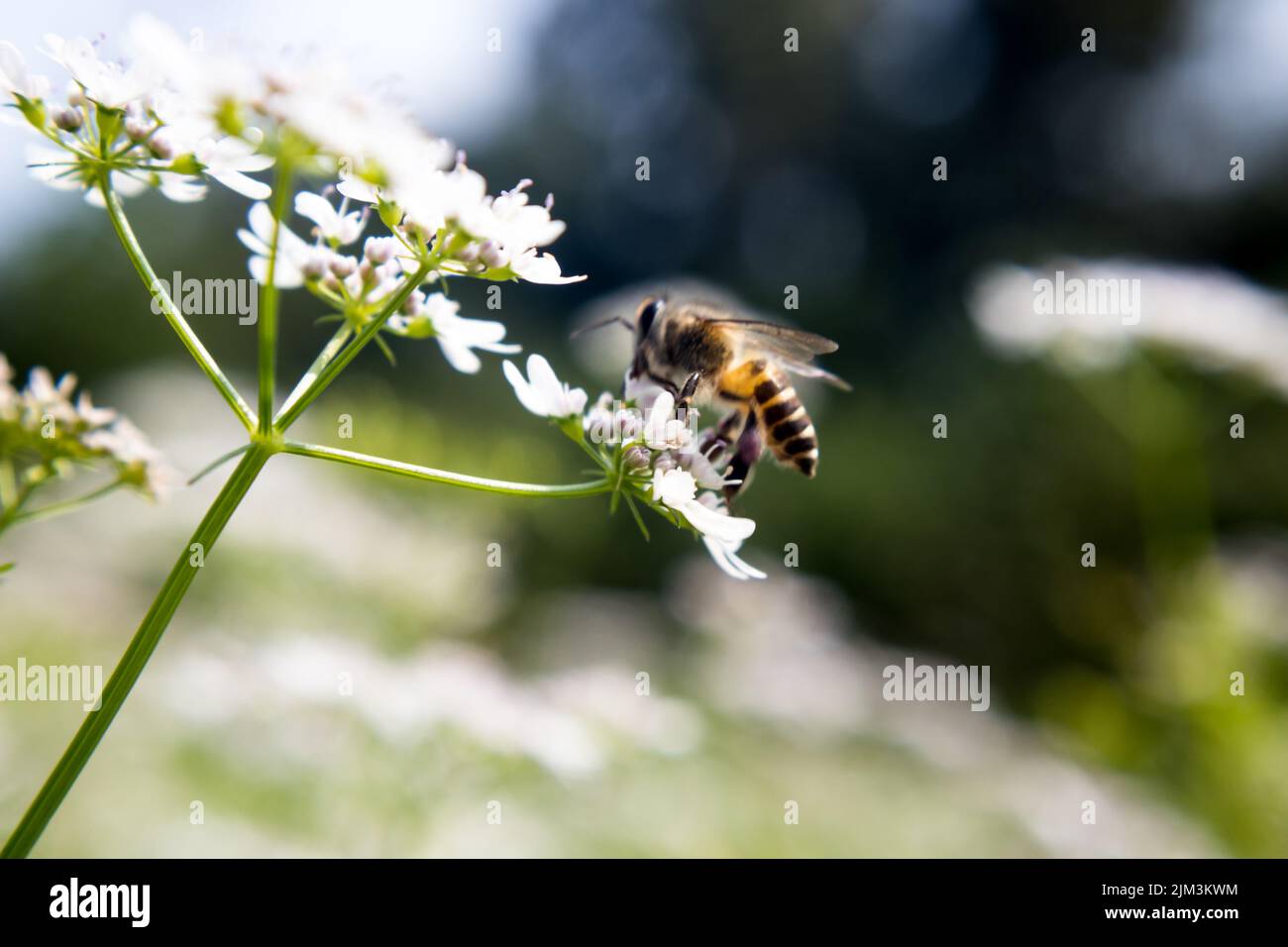 A bee collecting nectar from flower of coriander. scientific name of coriander is Coriandrum