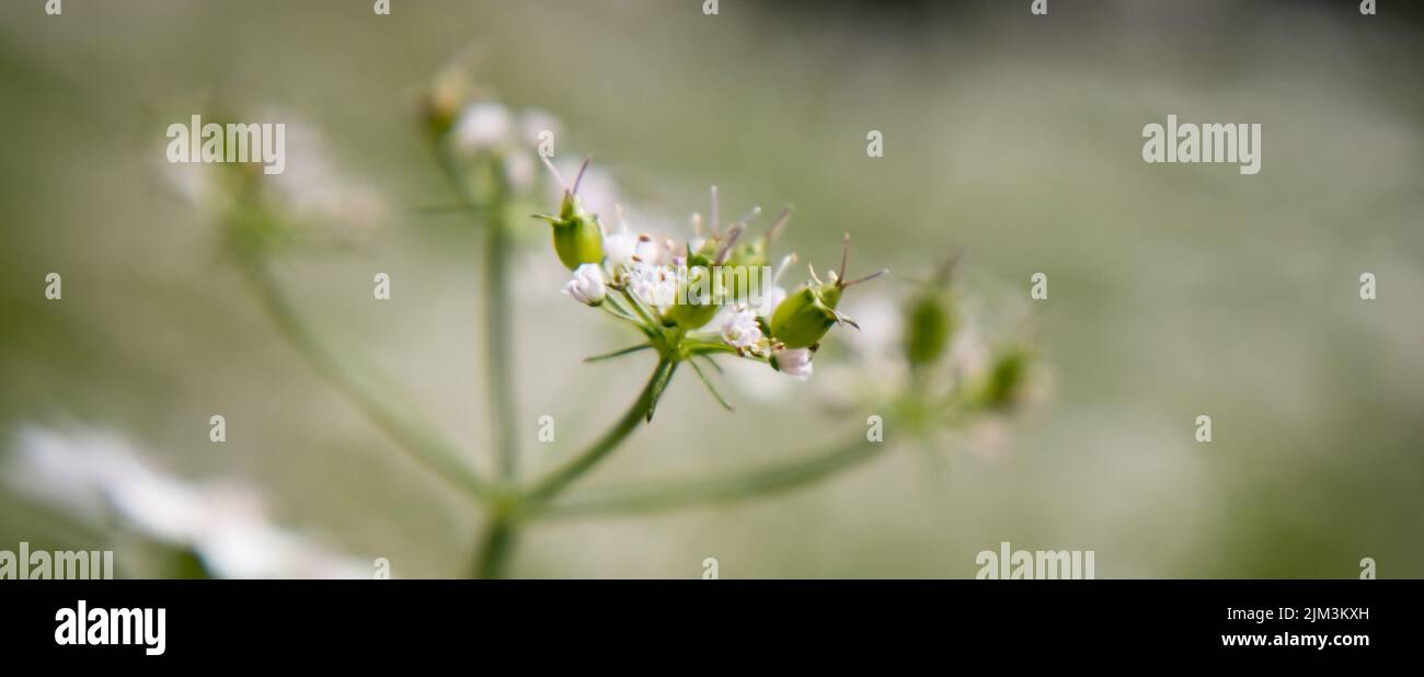 Flower of a coriander plant in a sunny day with fully blured background