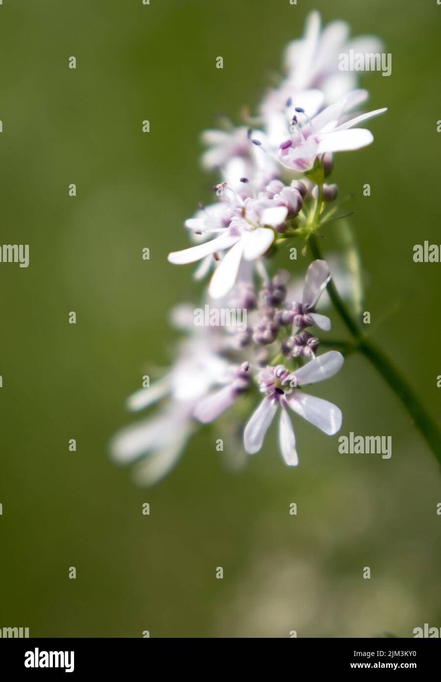 Flower of a coriander plant in a sunny day with fully blured background