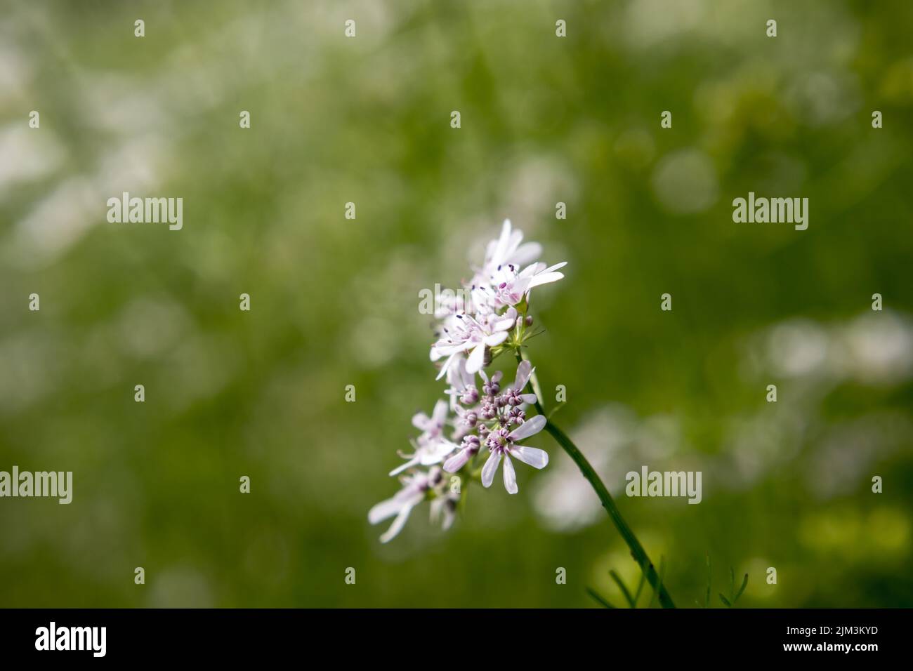 Flower of a coriander plant in a sunny day with fully blured background