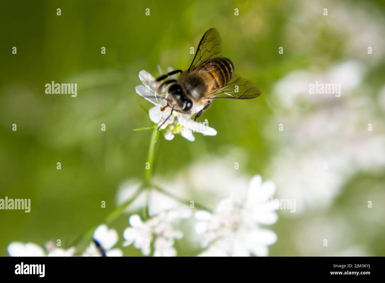 A bee collecting nectar from flower of coriander. scientific name of coriander is Coriandrum