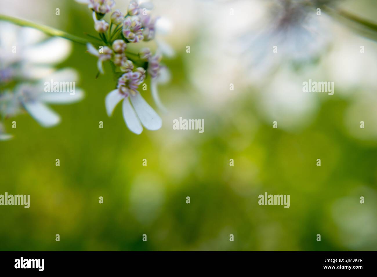 Flower of a coriander plant in a sunny day with fully blured background