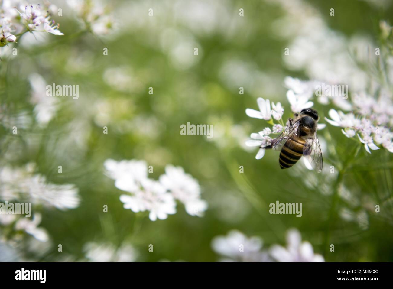 A bee collecting nectar from flower of coriander. scientific name of coriander is Coriandrum