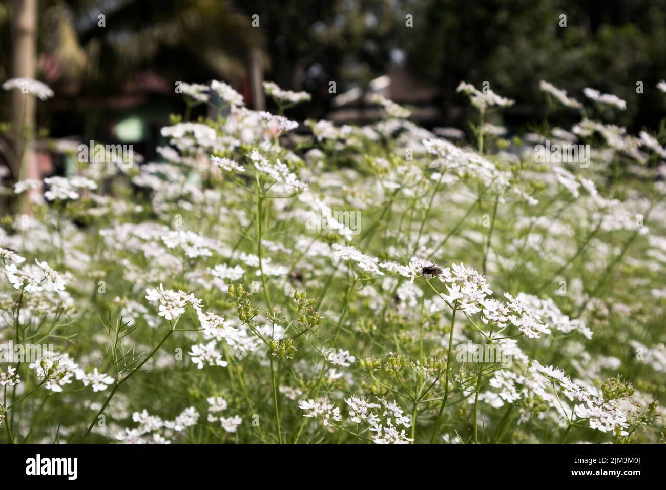 Coriander plant field with fully bloomed flowers of coriander. Its