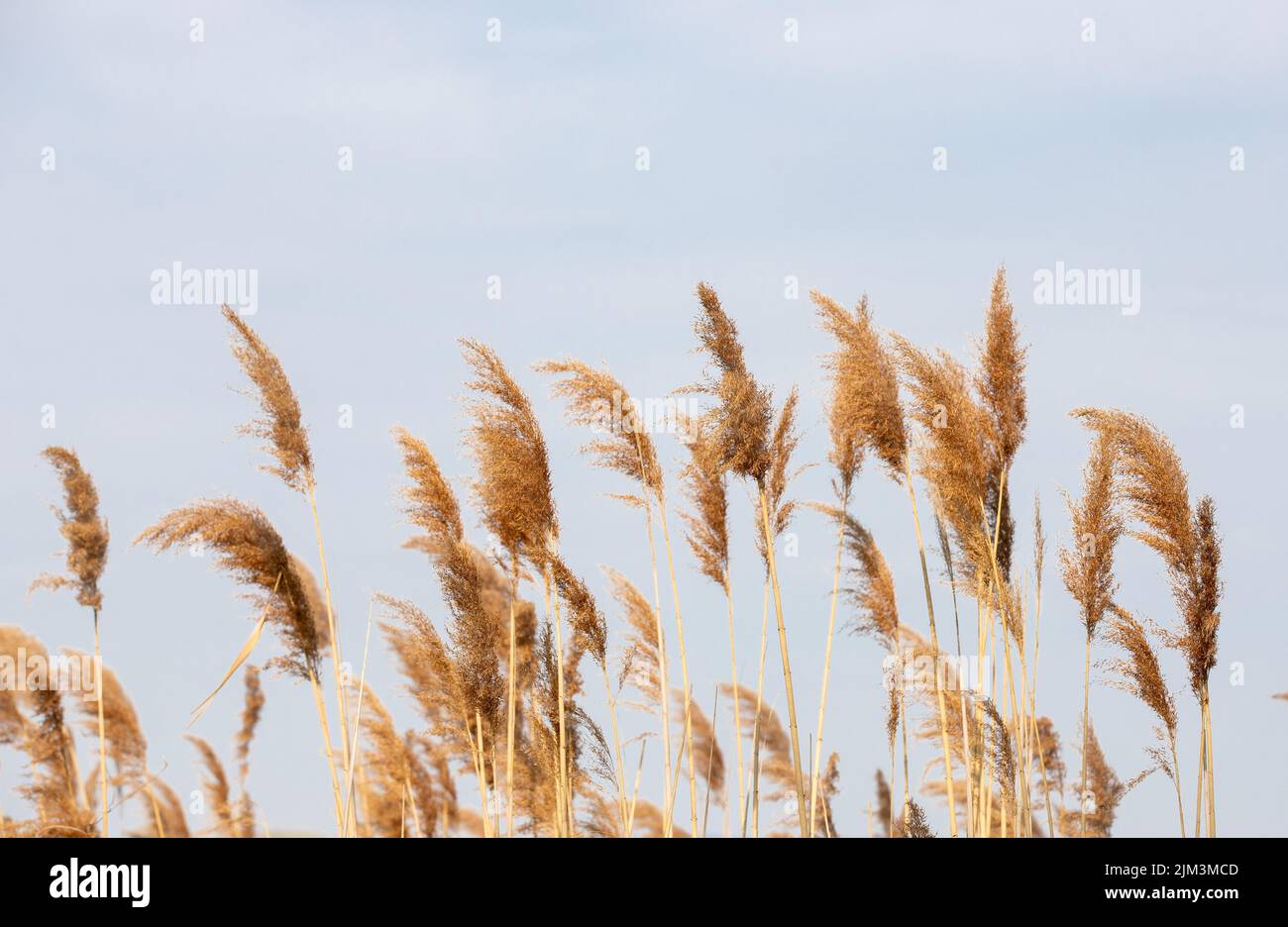 Stalks Vs Reeds Dried reed stalks hi-res stock photography and images - Alamy