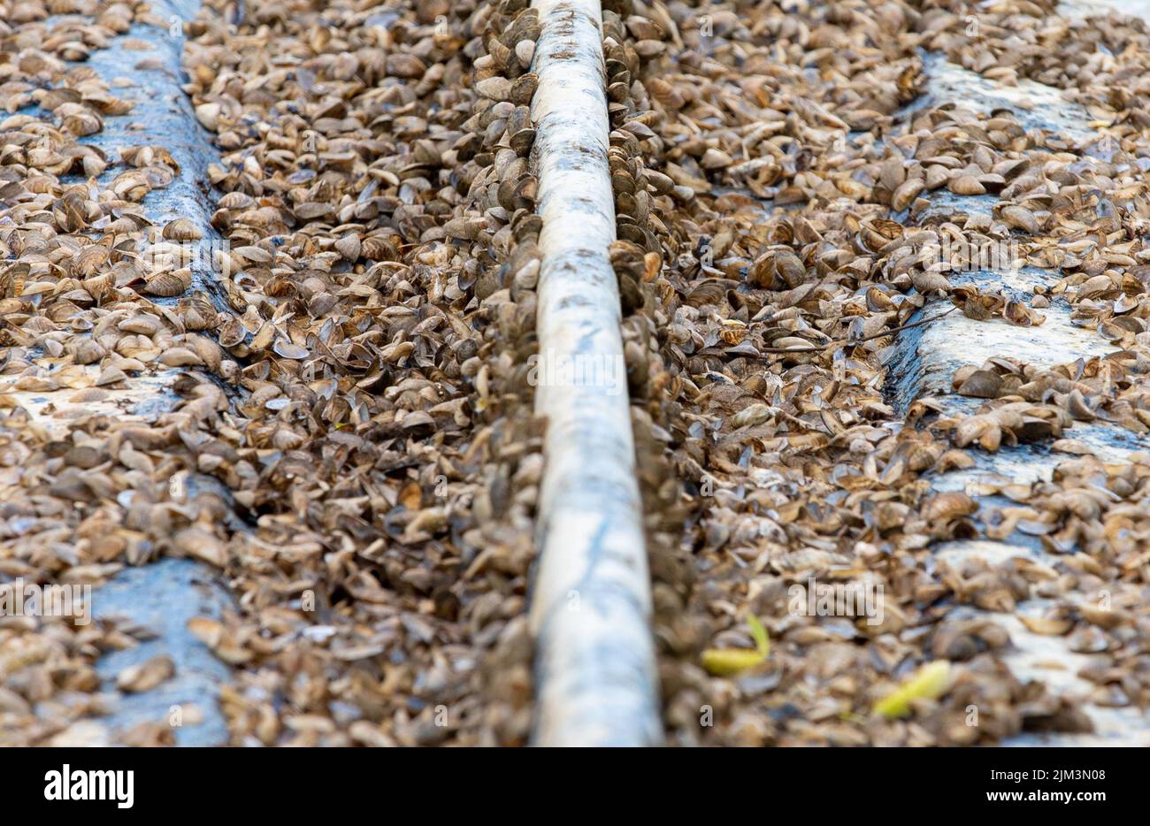 many shells stuck to the bottom of a wooden boat in close up Stock