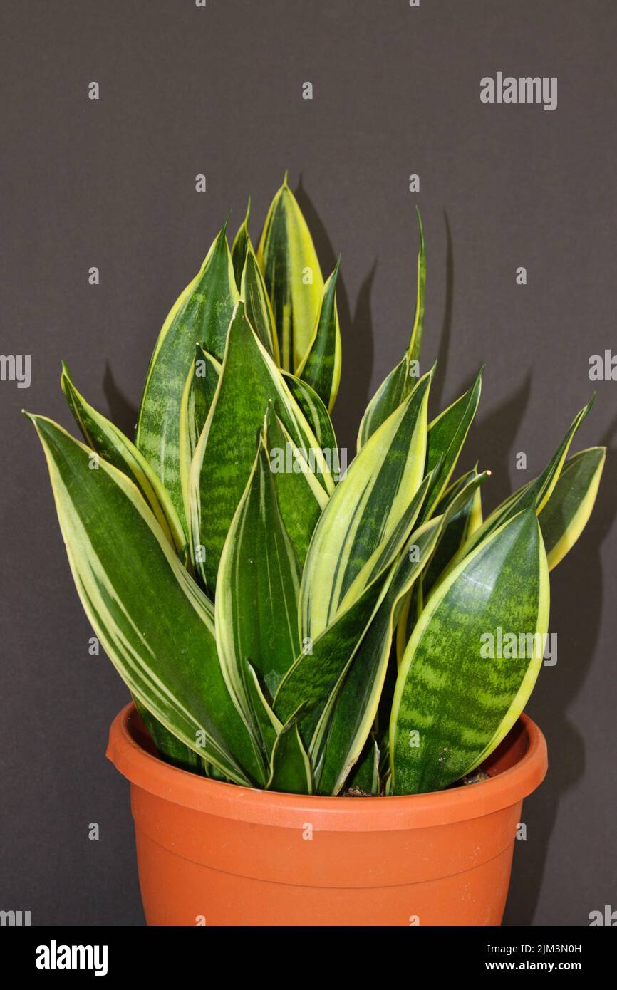 Bild einer Pflanze, die die Luft reinigt Stock Photo