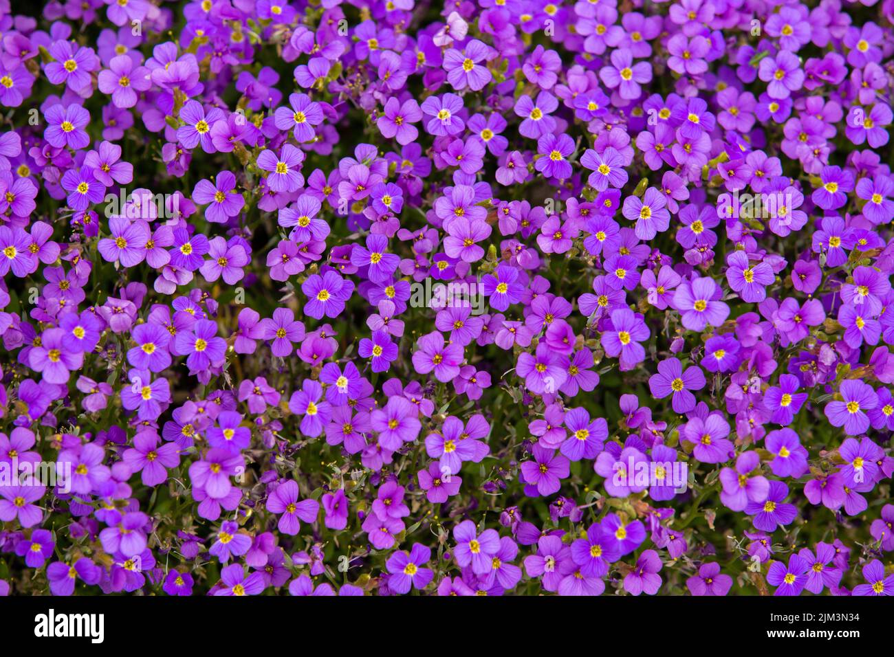 A wallpaper with Aubrieta flowers in closeup, wall, viola, purple Stock Photo