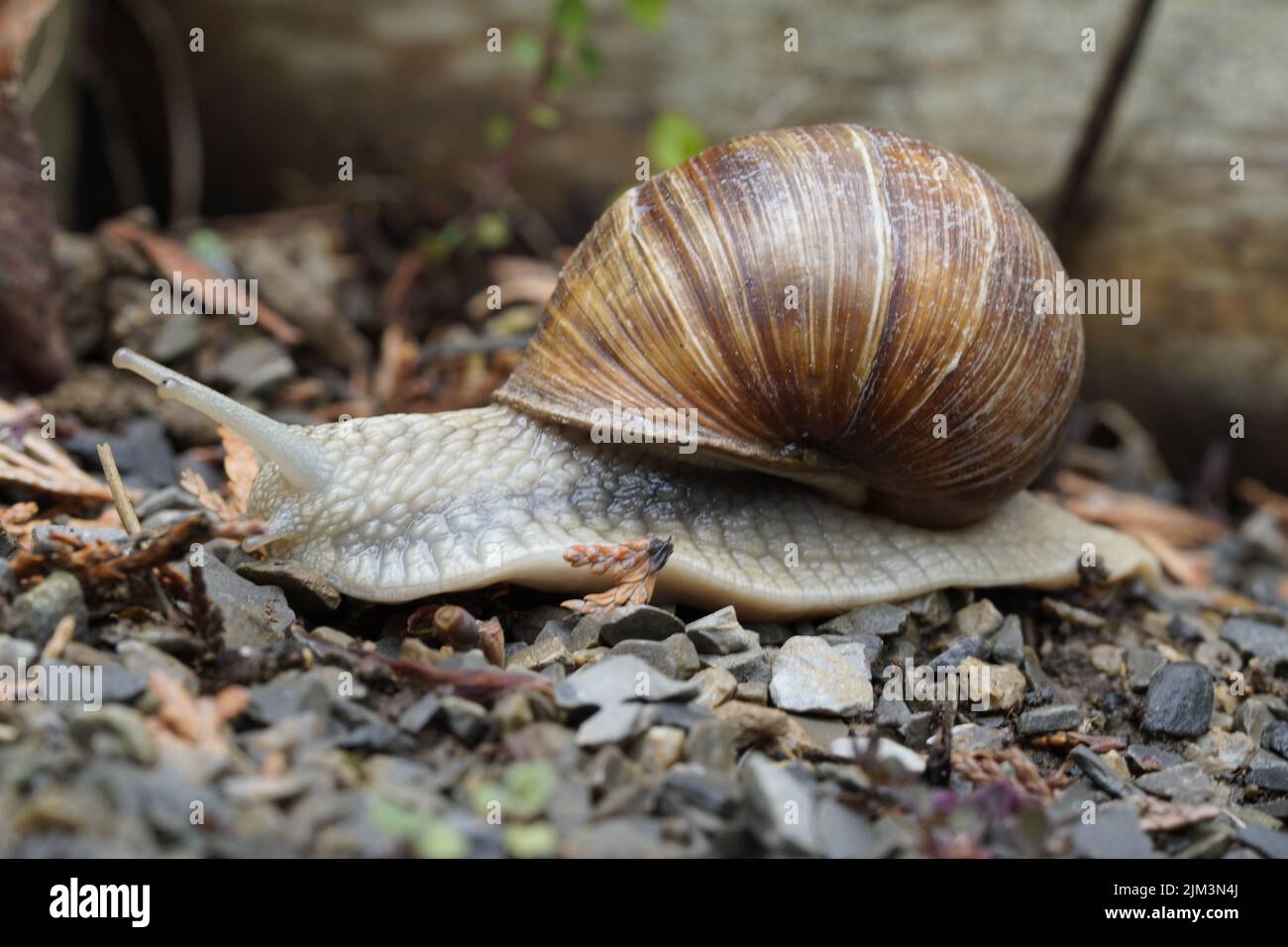 a close up shot - grape snail after a spring rain shower - mibu Stock Photo