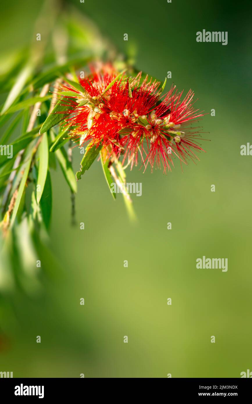 The Australian bottlebrush red flower in bloom at Maryborough