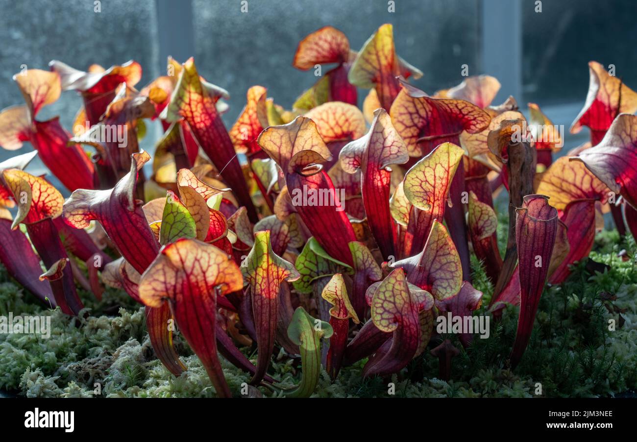 A closeup shot of Sarracenia purpurea plants in the botanical garden in Glasgow, Scotland Stock Photo