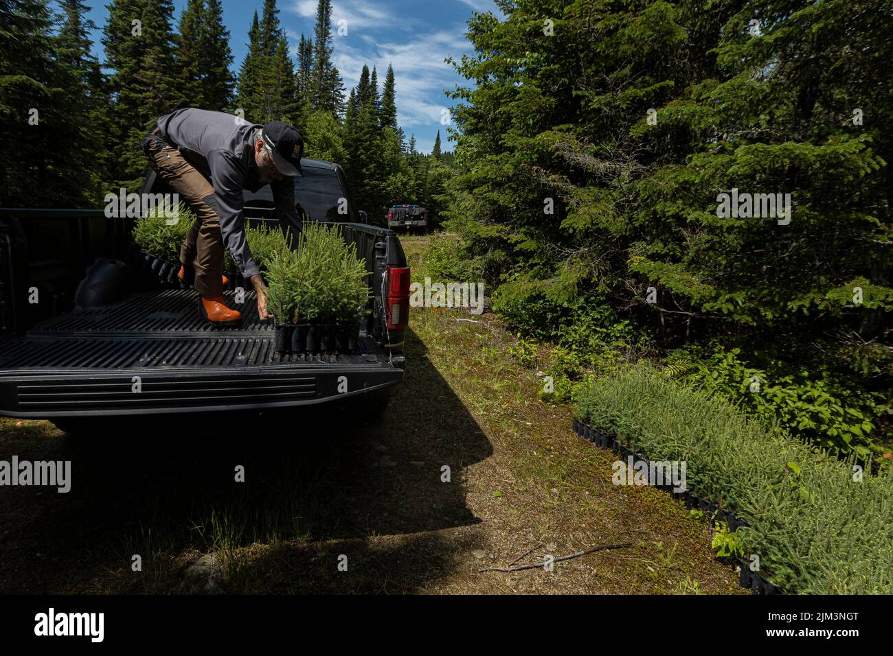 Jean-Francois Lamarre puts tree seedlings in  his pickup truck in the Montmorency Forest Wednesday July 13, 2022. Located North of Quebec City Montmor Stock Photo