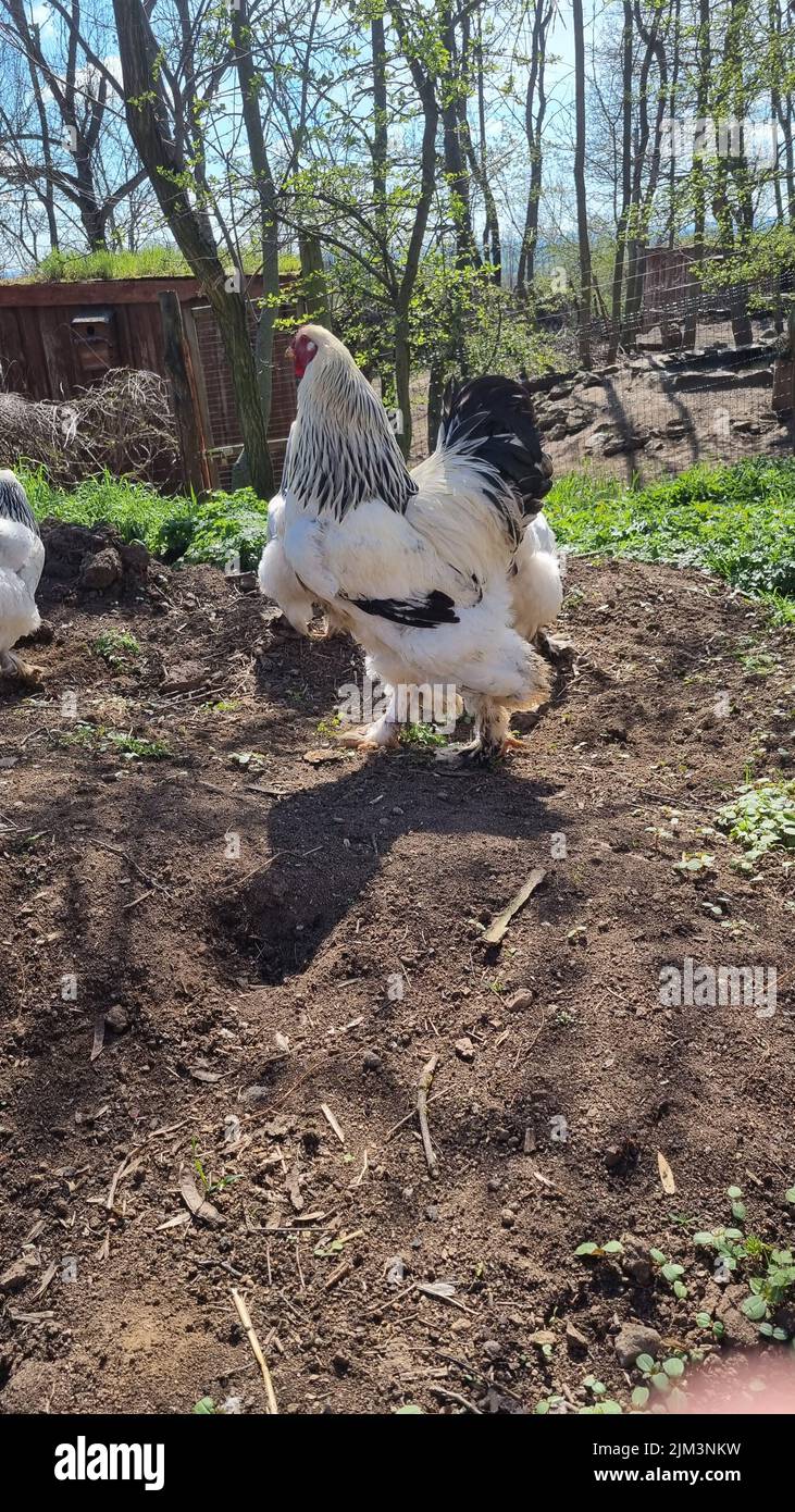A vertical shot of white Brahma chickens with feathers on their paws in