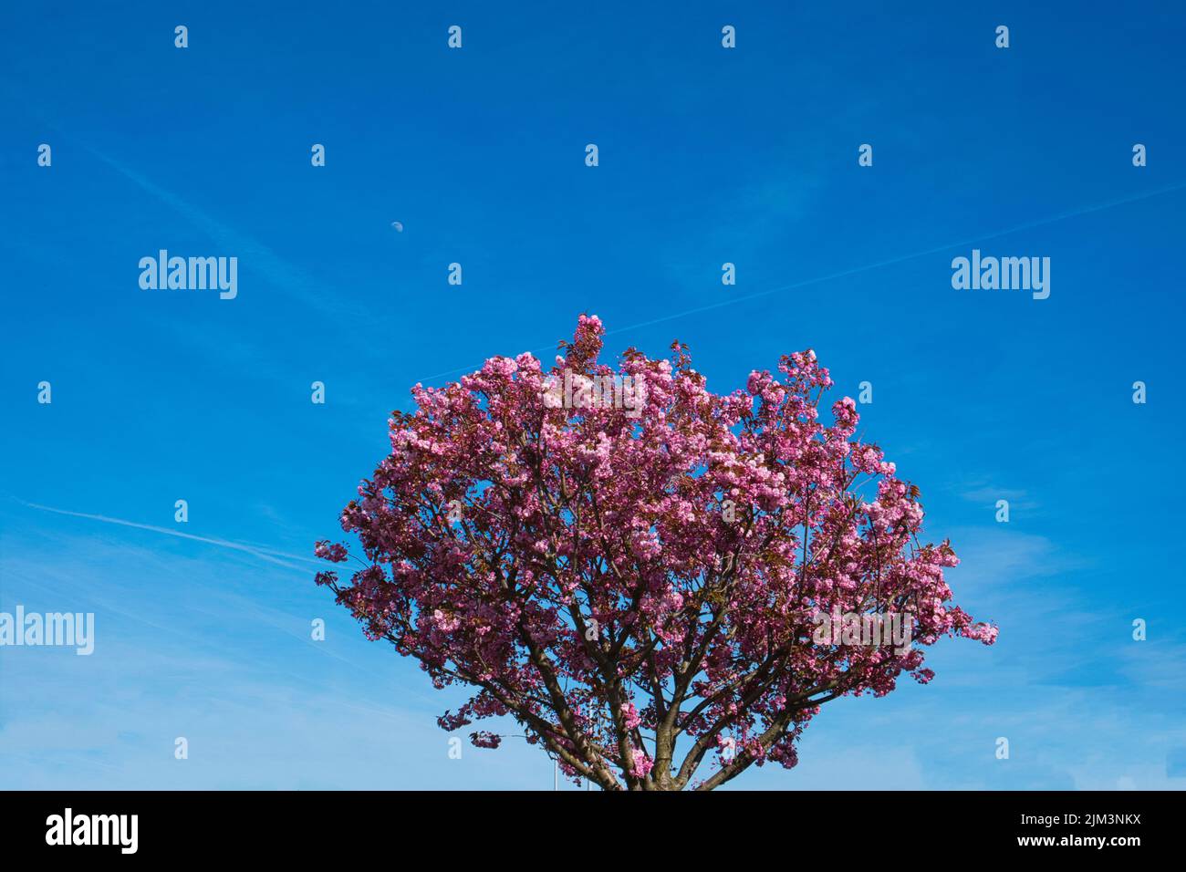blossoming cherry tree at blue sky with moonlight Stock Photo - Alamy