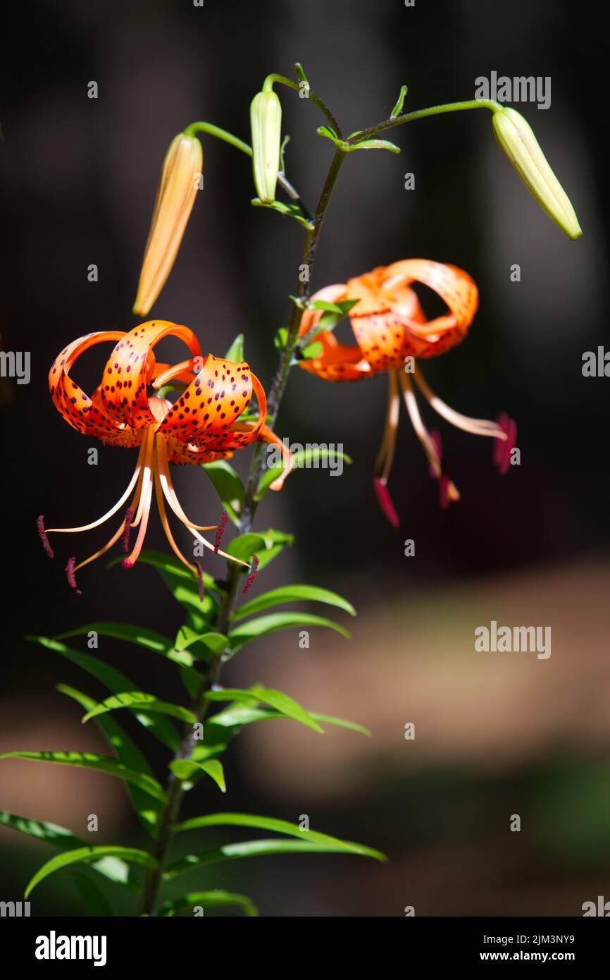 Tiger Lilly (Lilium lanciulium) at full bloom in a Cape Cod Garden, USA Stock Photo