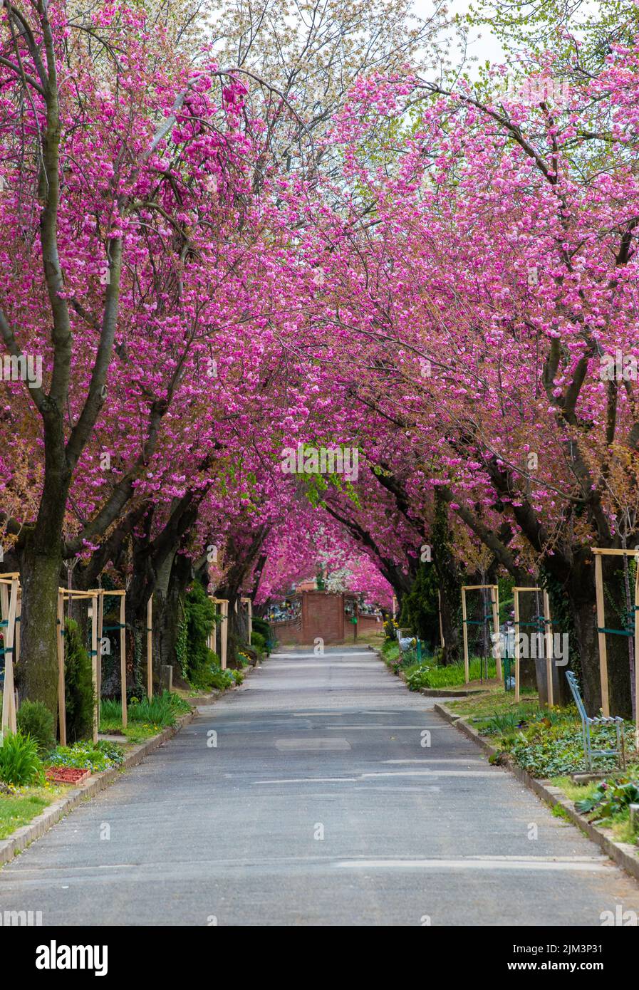 A straight alley among flowering Japanese cherry trees Stock Photo Alamy