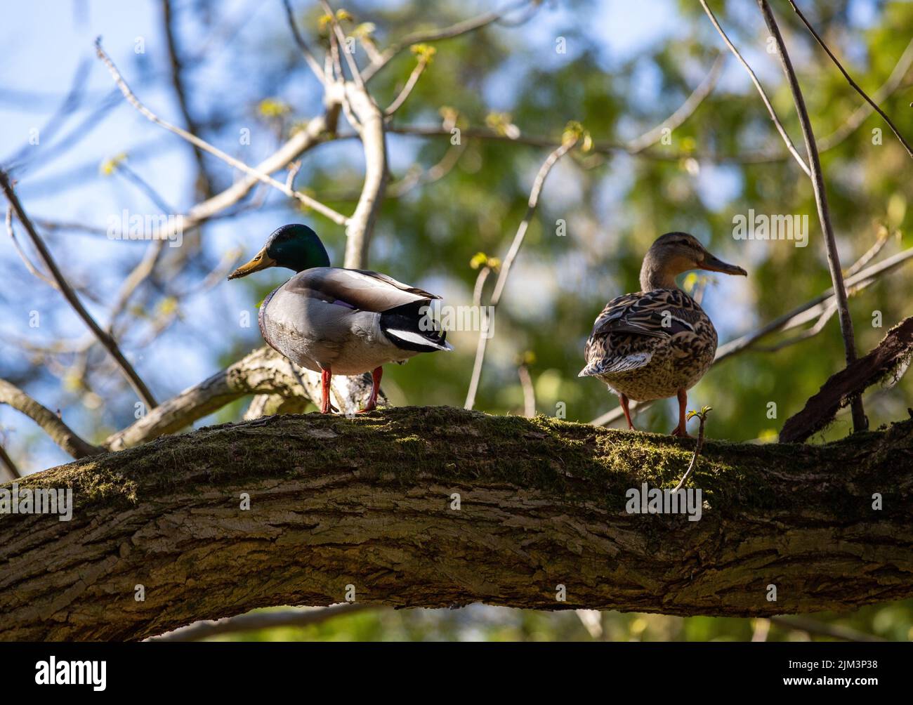 two wild ducks sitting on a tree branch, nature, wild Stock Photo Alamy