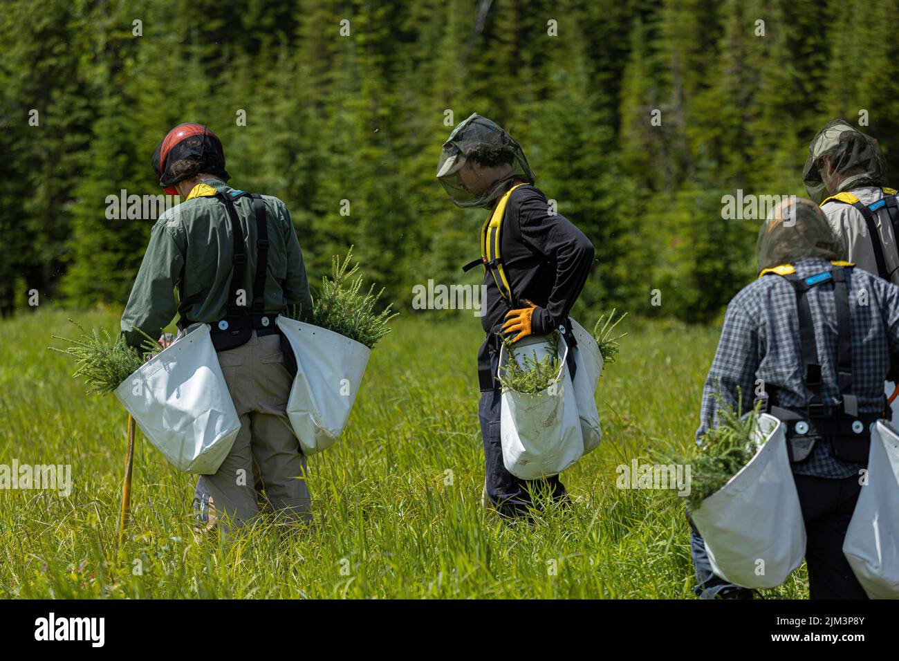 Forestry students plant tree seedlings into the ground in the Montmorency Forest Wednesday July 13, 2022. Located North of Quebec City Montmorency For Stock Photo