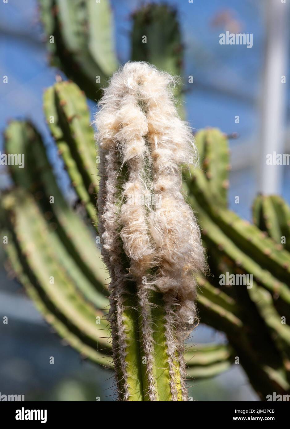 a close-up of a Pilosocereus leucocephalus cactus, green, nature Stock Photo