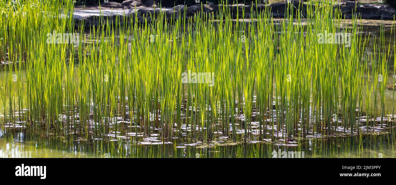 A panorama view of green reed growing on the shore on a sunny day Stock ...