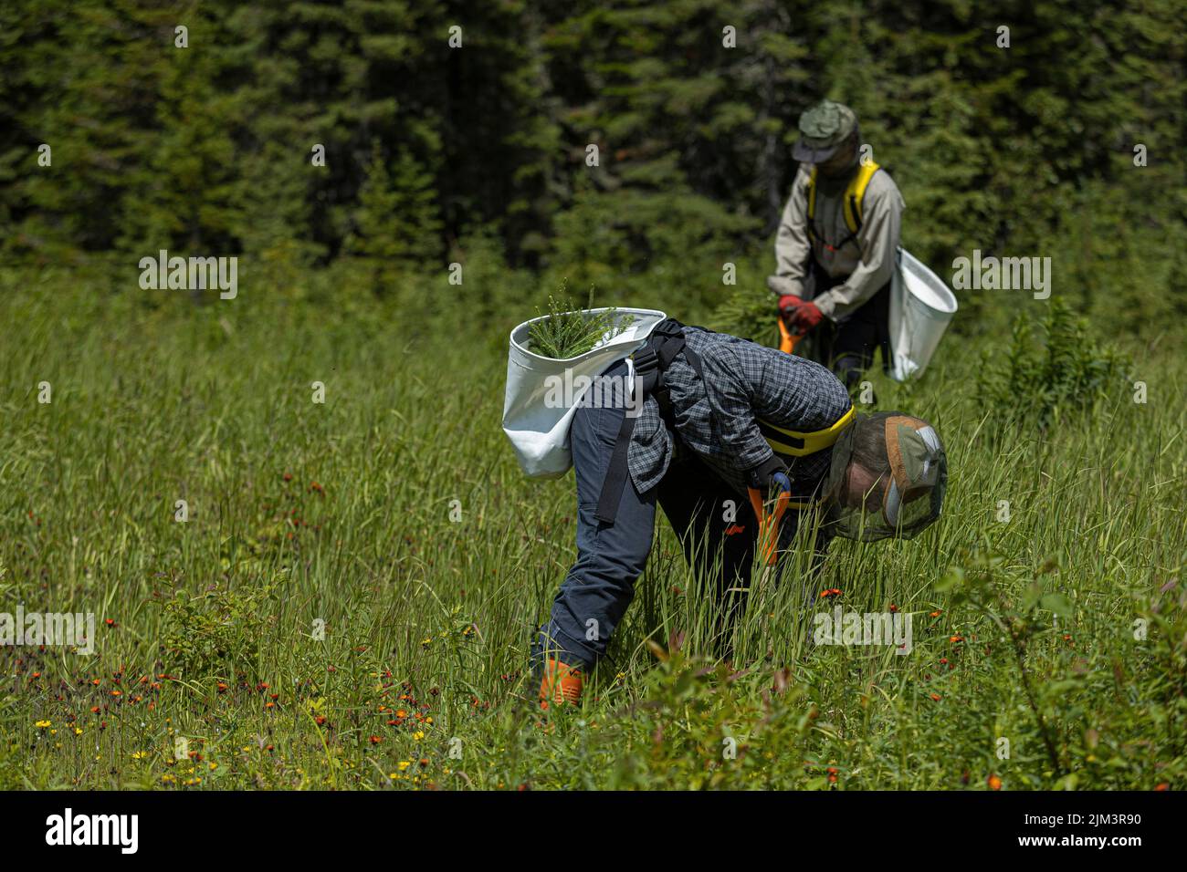 Forestry students plant tree seedlings into the ground in the Montmorency Forest Wednesday July 13, 2022. Located North of Quebec City Montmorency For Stock Photo