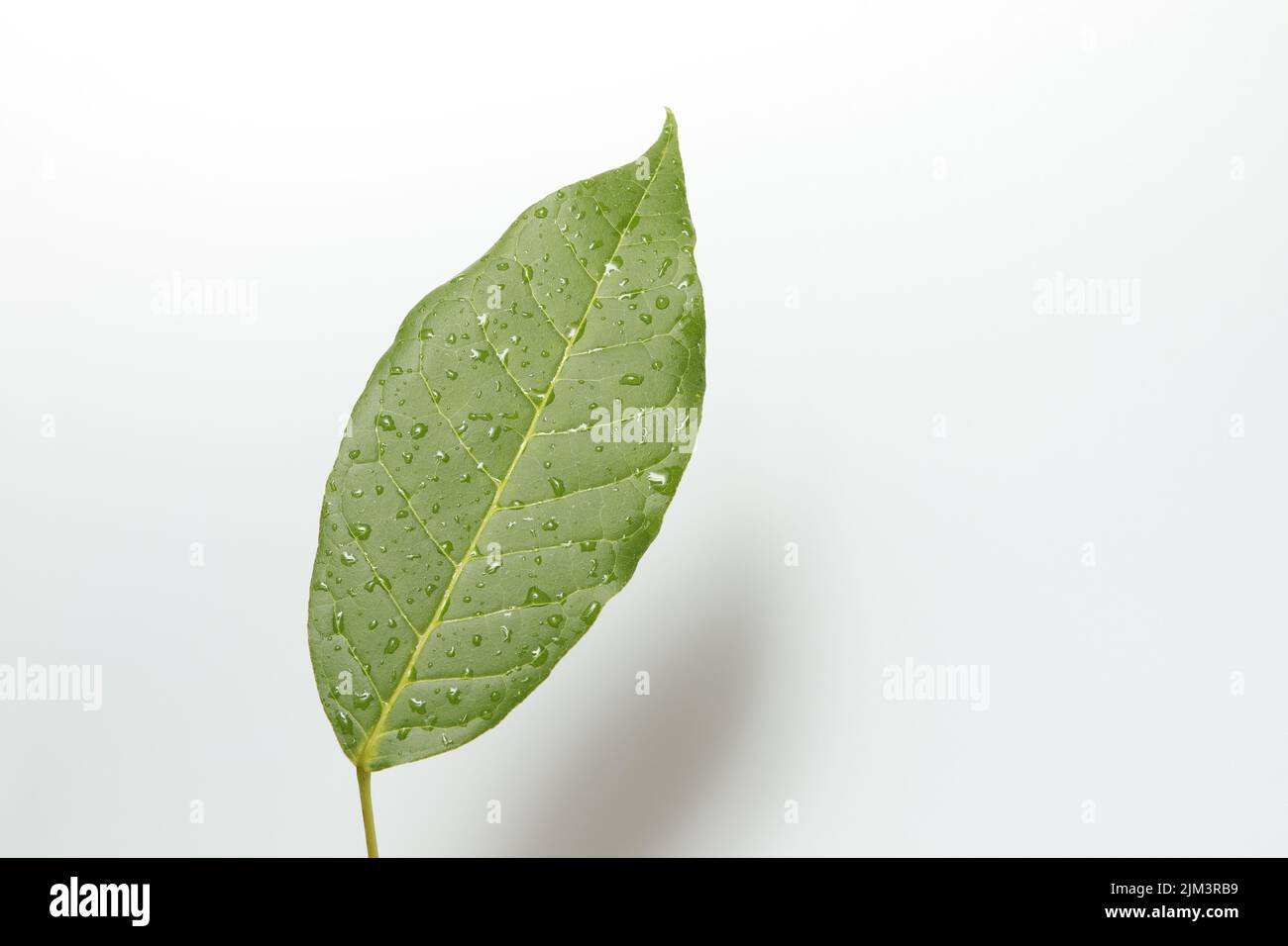 Green leaf with drops of water on isolated white background soft light ...
