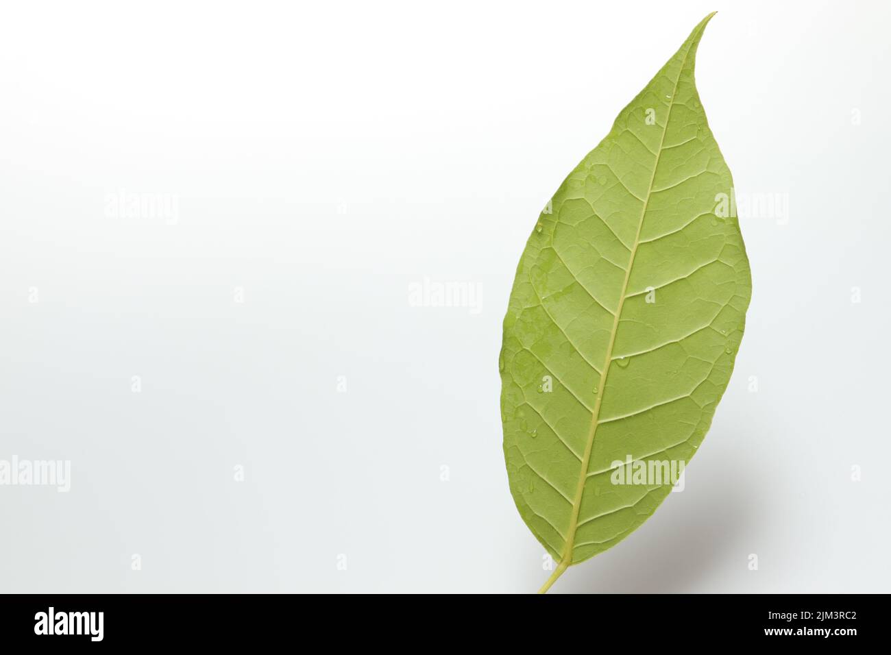 Green leaf with drops of water on isolated white background soft light ...