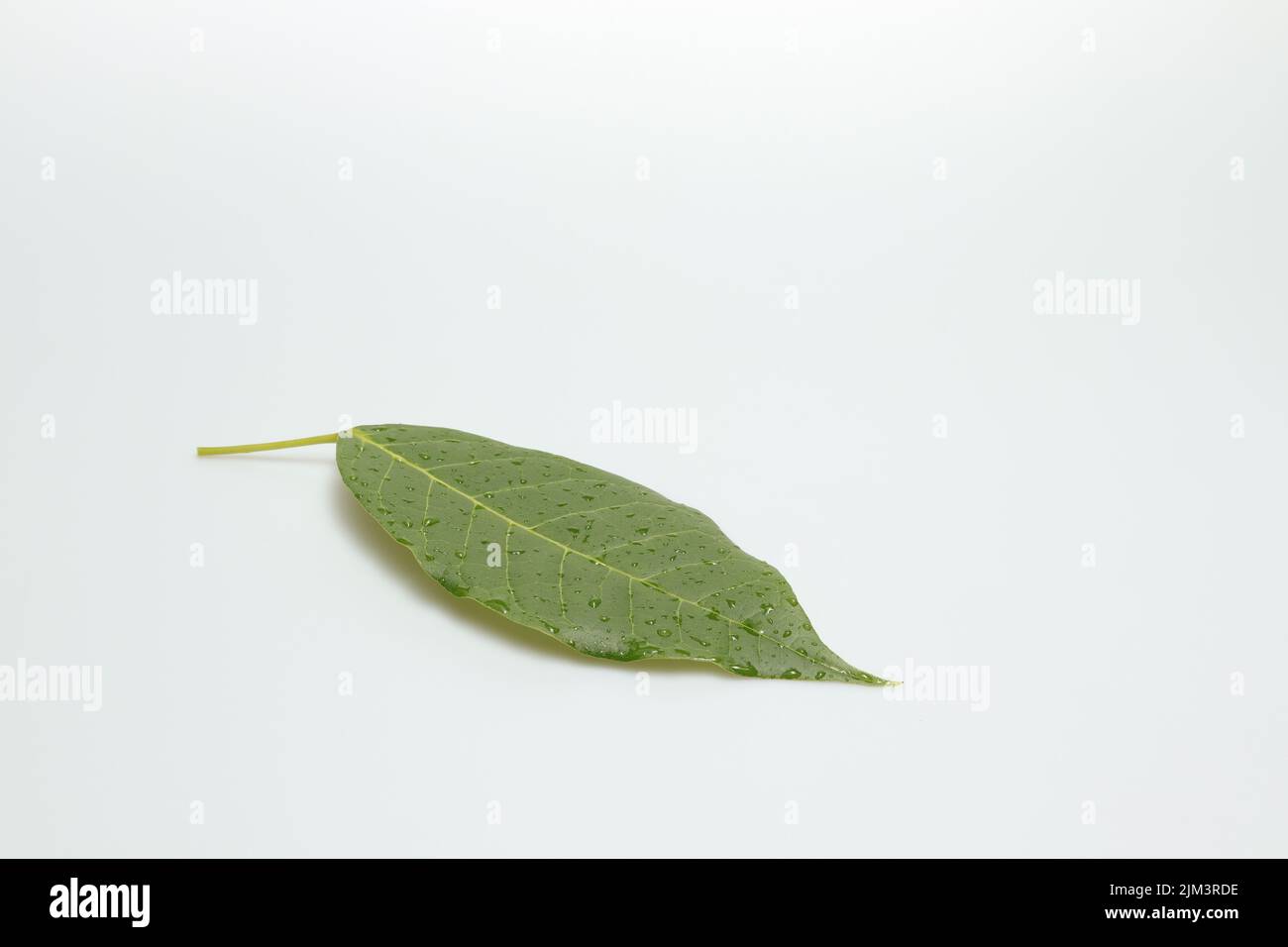 Green leaf with drops of water on isolated white background soft light ...