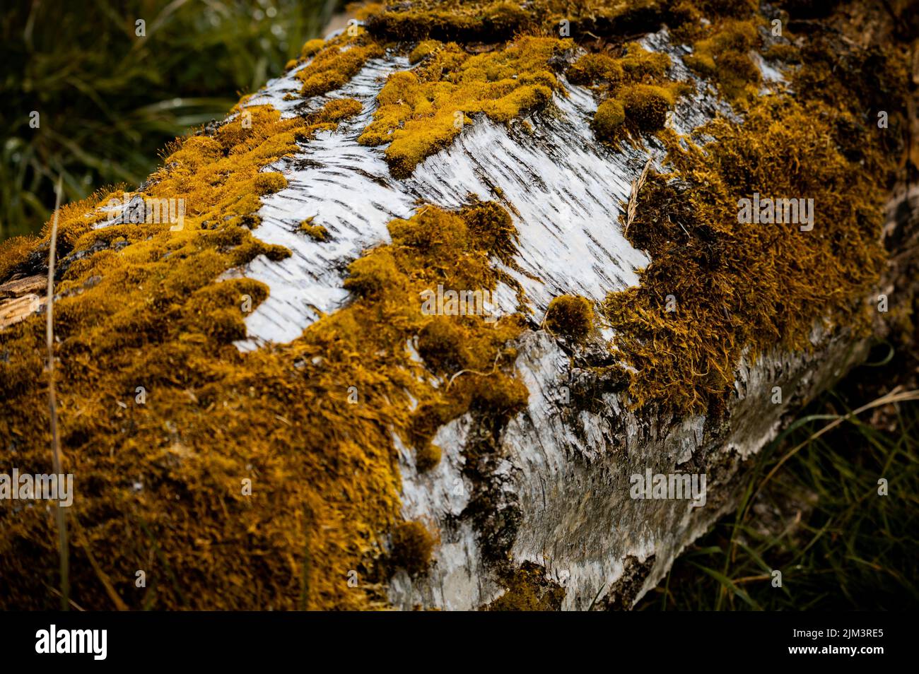 Moss covered surface hi-res stock photography and images - Alamy