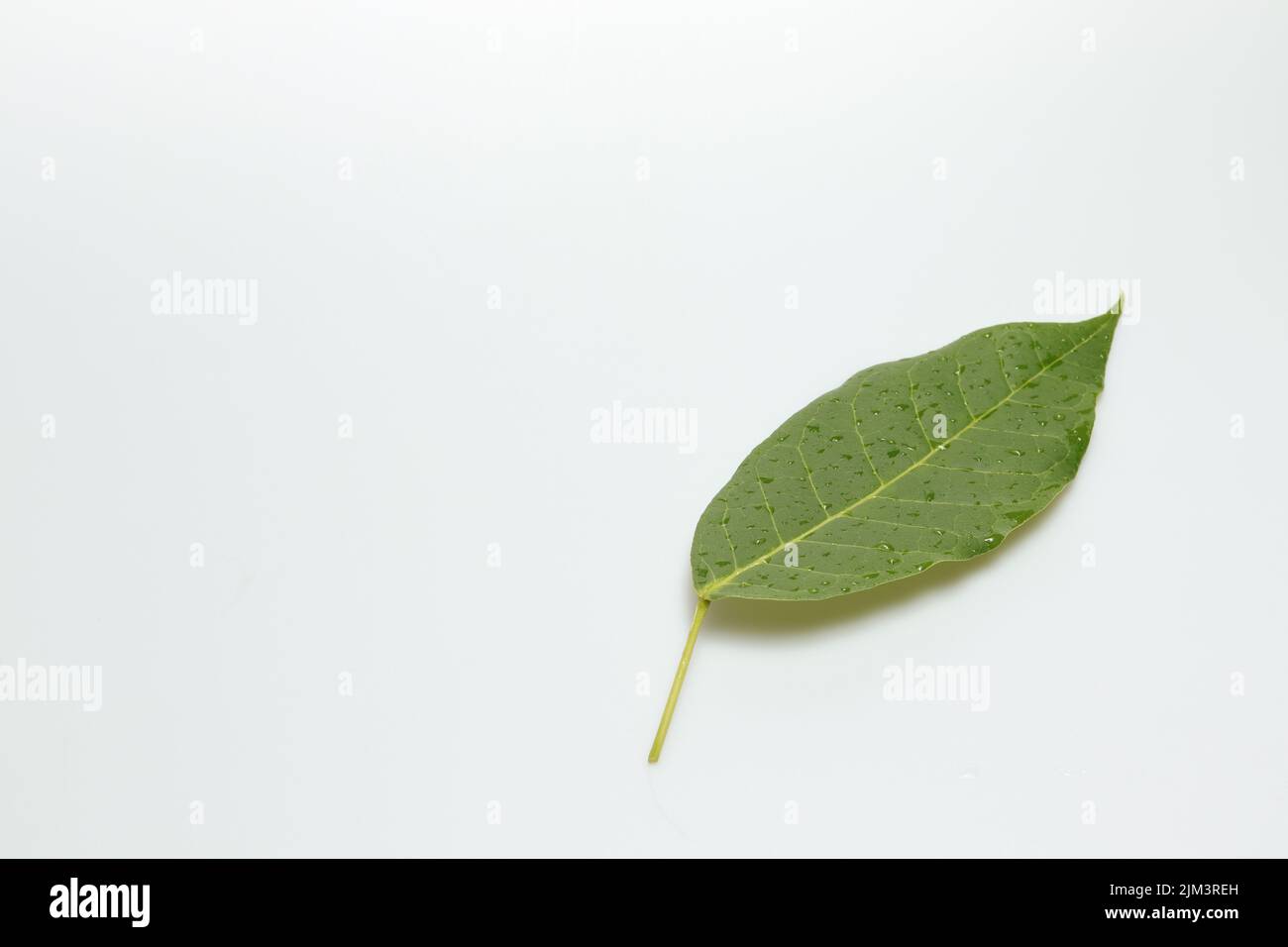 Green leaf with drops of water on isolated white background soft light ...