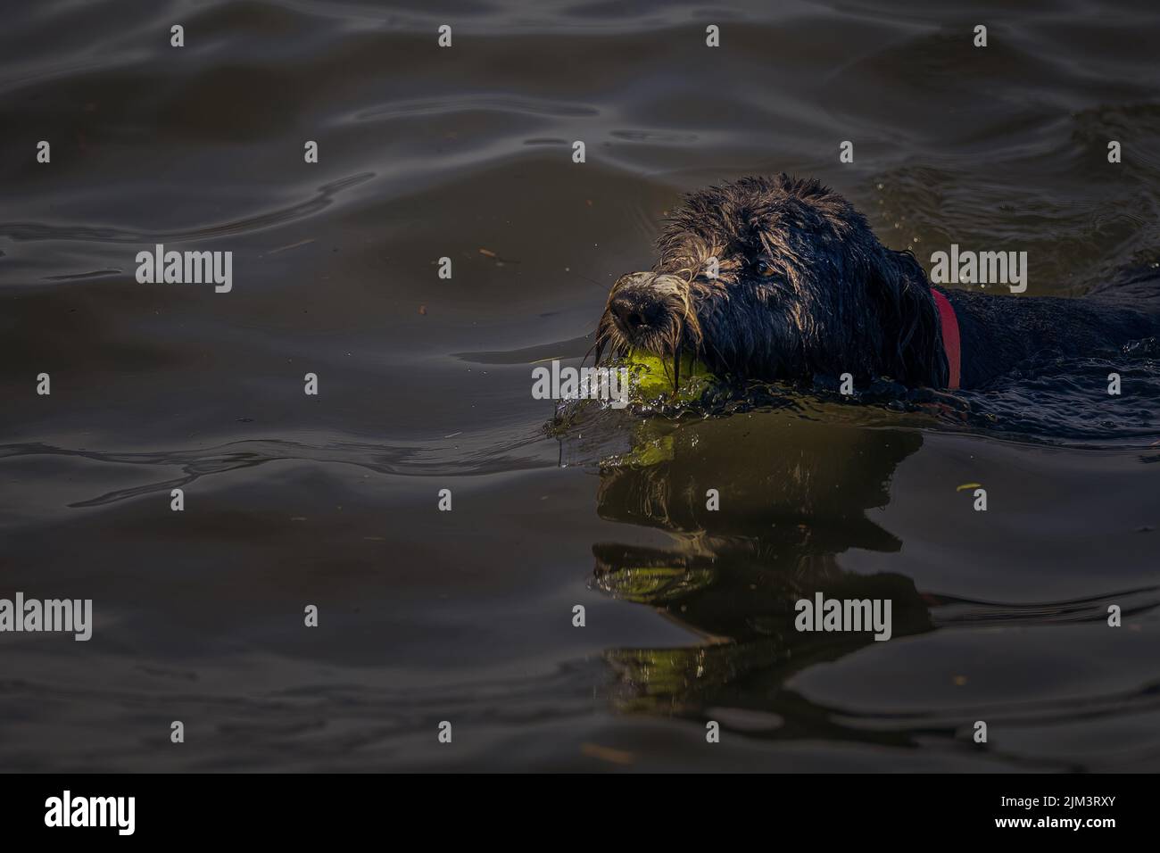 A SHAGGY BLACK DOG WITH A BALL IN ITS MOUTH SWIMMING IN LAKE WASHINGTON BY MERCER ISLAND WASHINGTON Stock Photo